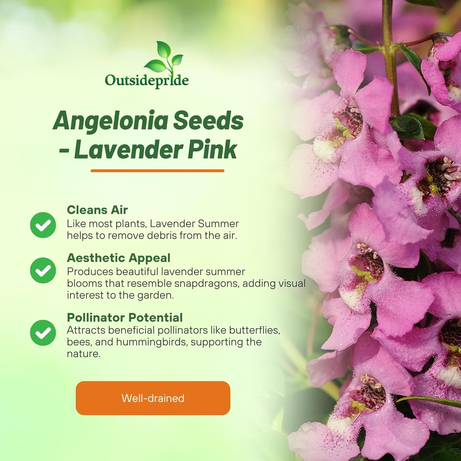 Angelonia Serenita Lavender Cut Flowers