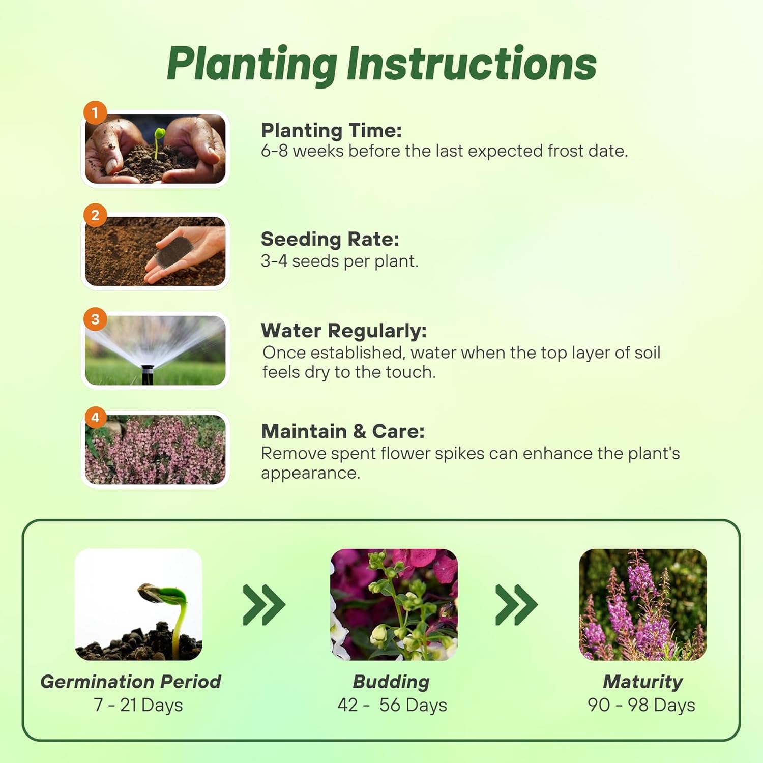 Angelonia Lavender Pink Planting Directions