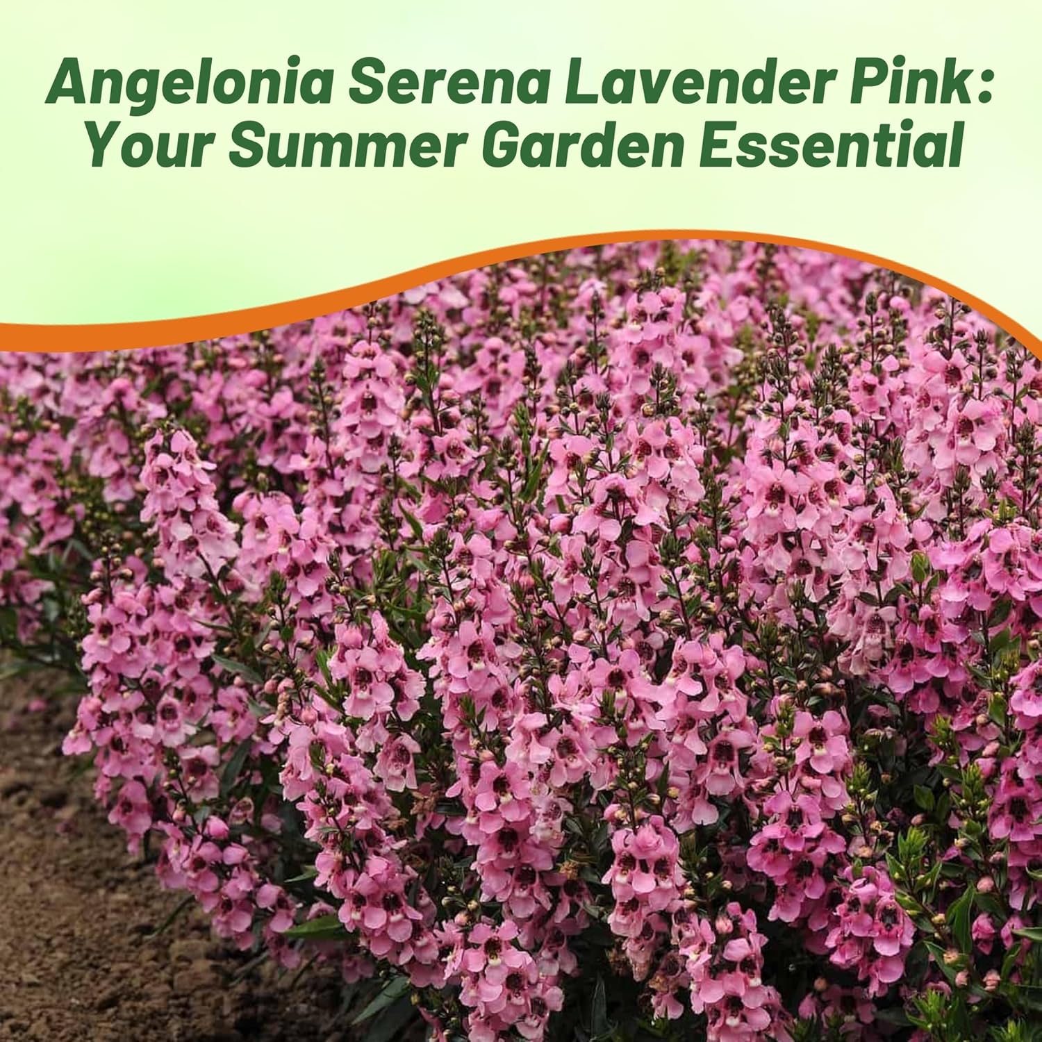 Angelonia Serenita Lavender Pink Garden Flowers