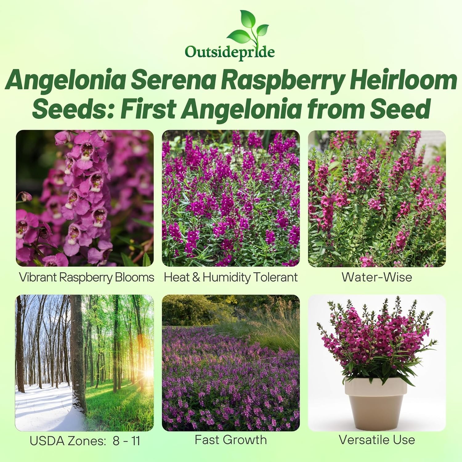 Angelonia Raspberry Container Flowers