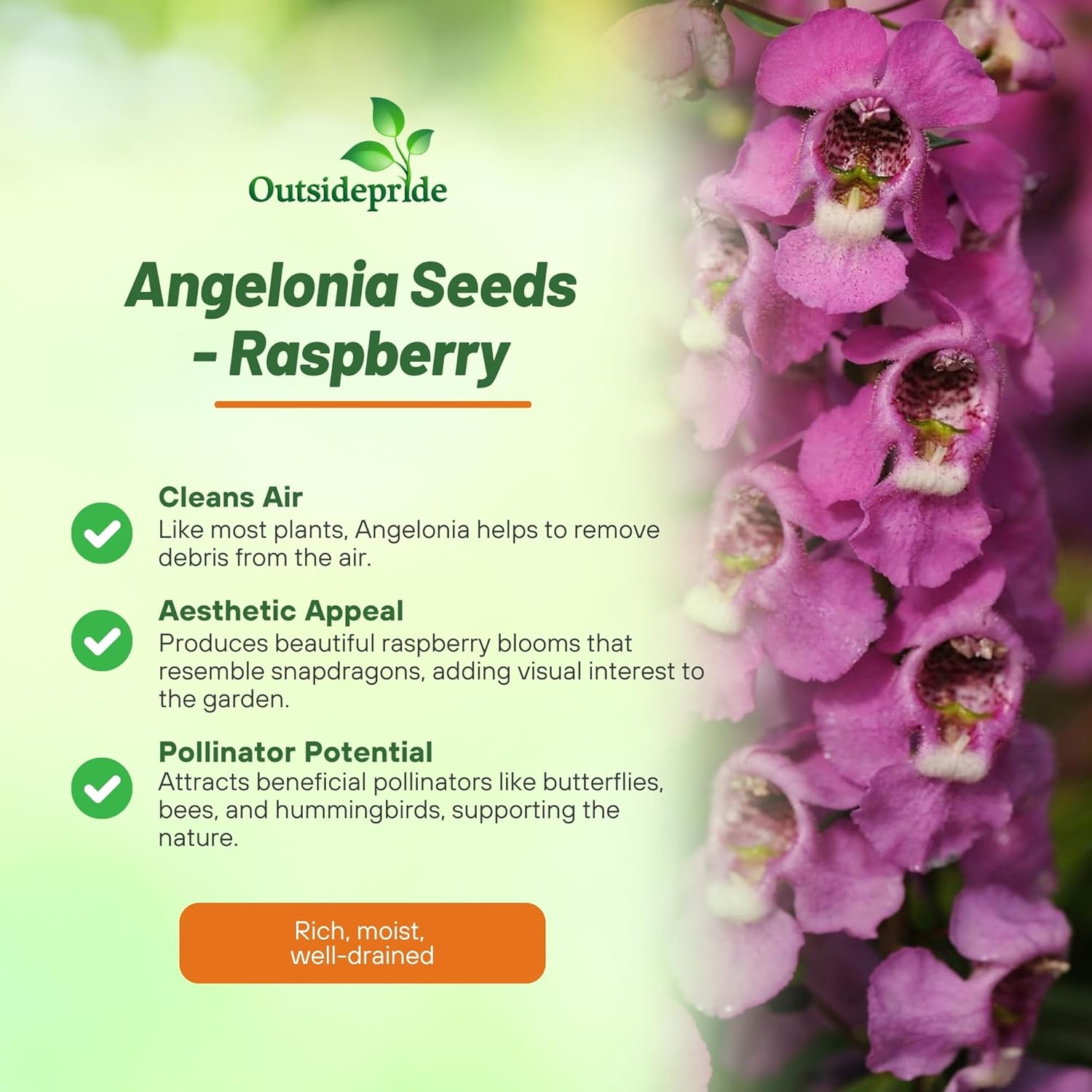 Angelonia Serenita Raspberry Cut Flowers