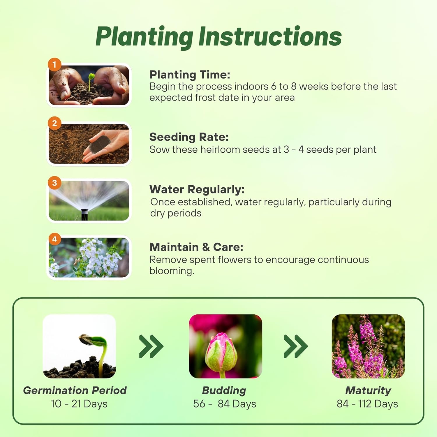 Angelonia Raspberr Planting Directions