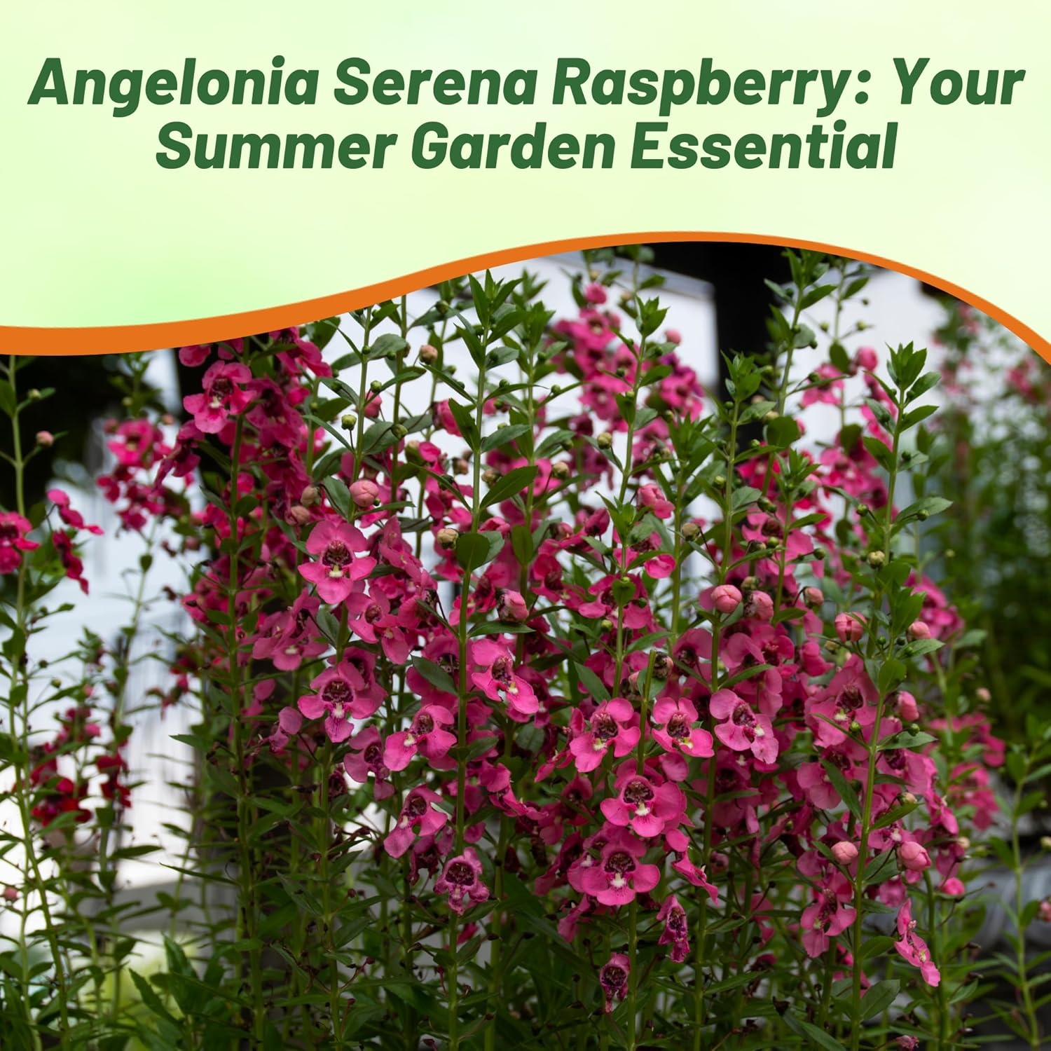 Angelonia Serenita Raspberry Garden Flower