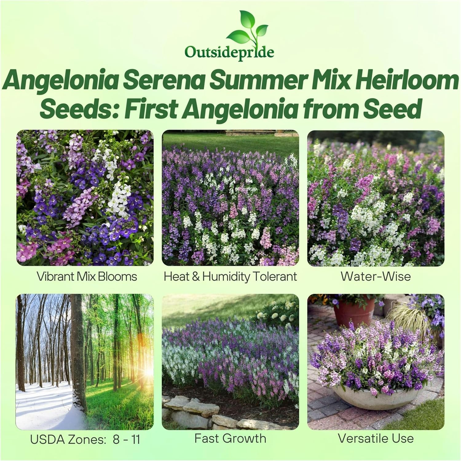 Angelonia Serena Flower Seed Mix