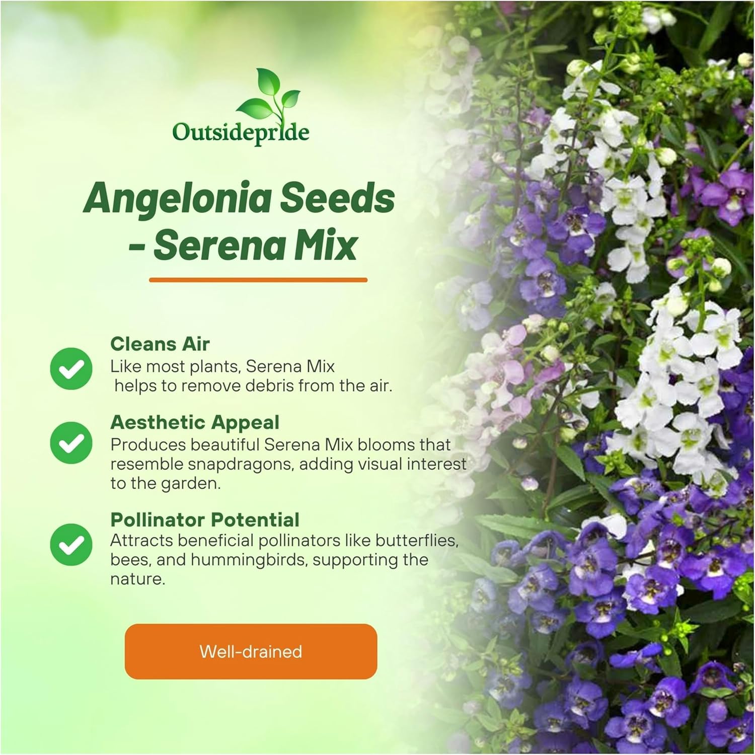 Angelonia Mix Flowering Plants