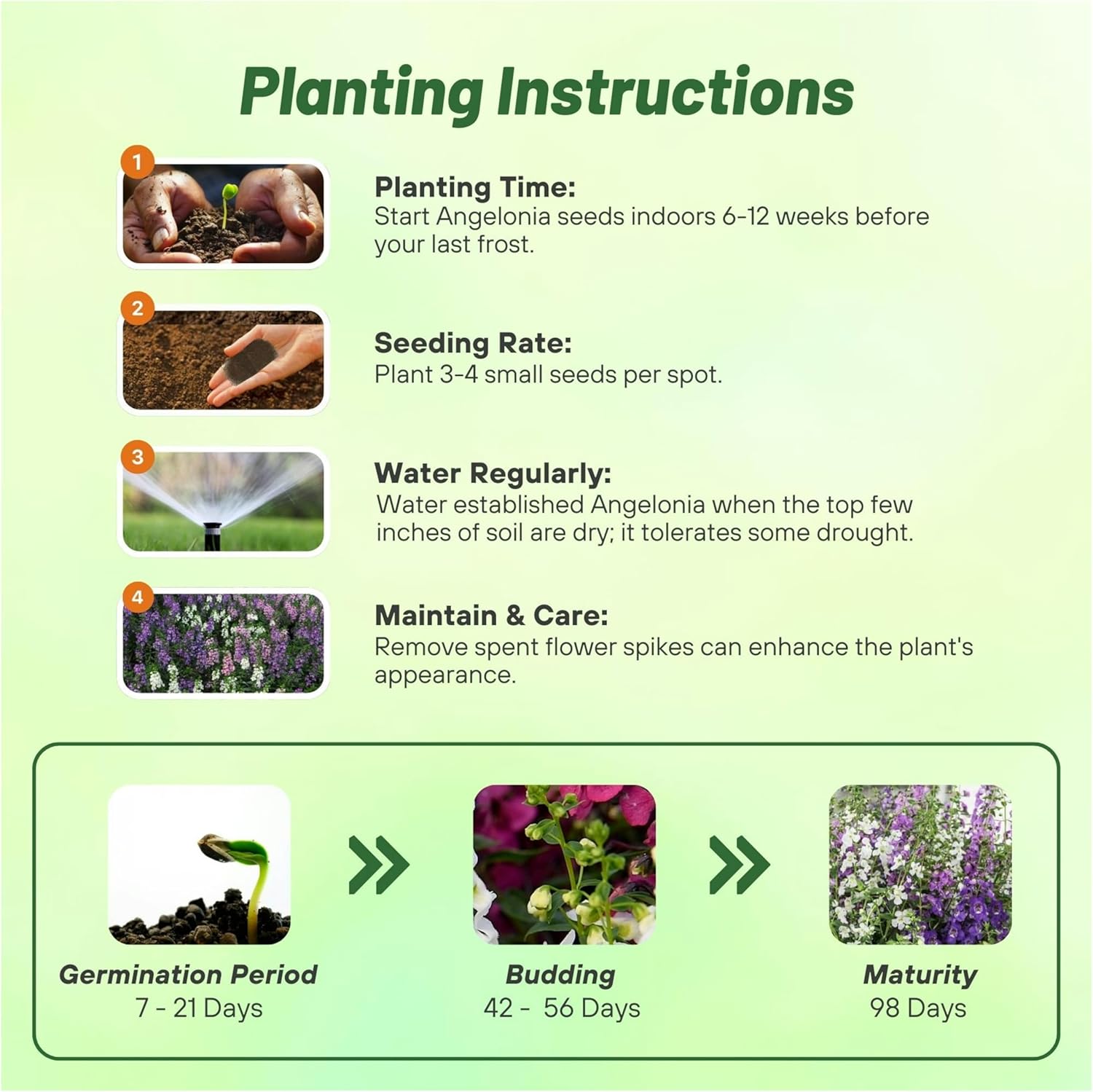 Angelonia Serena Mix Planting Directions