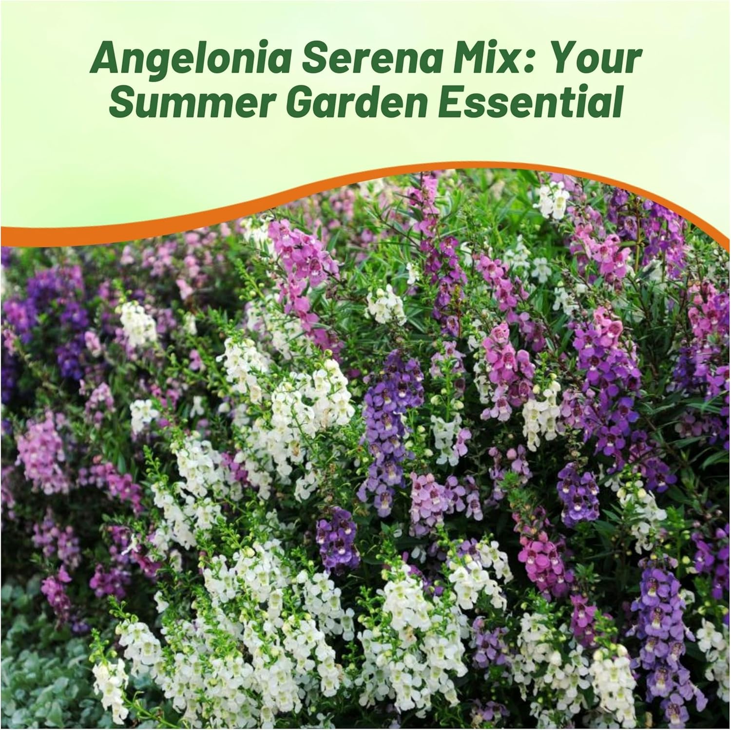 Angelonia Serena Mix Flower Garden