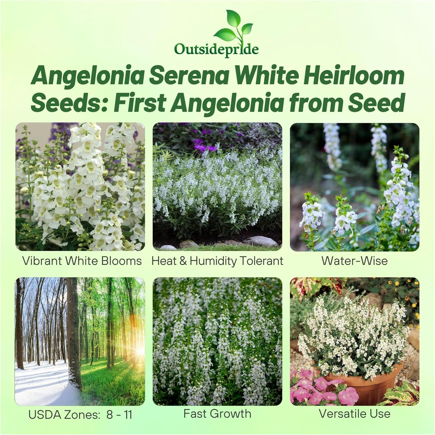 Angelonia Serena White Cut Flowers