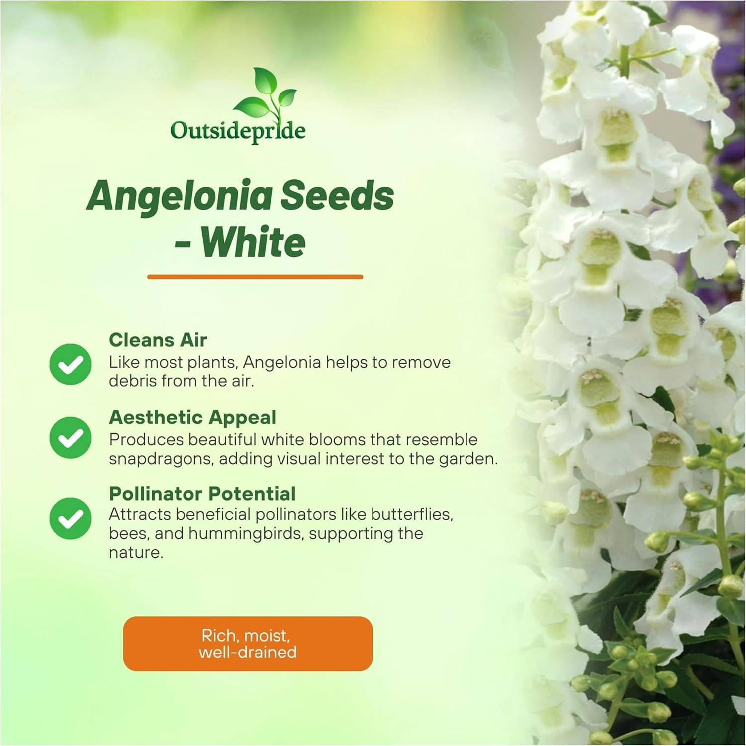 Angelonia Serena White Container Plants