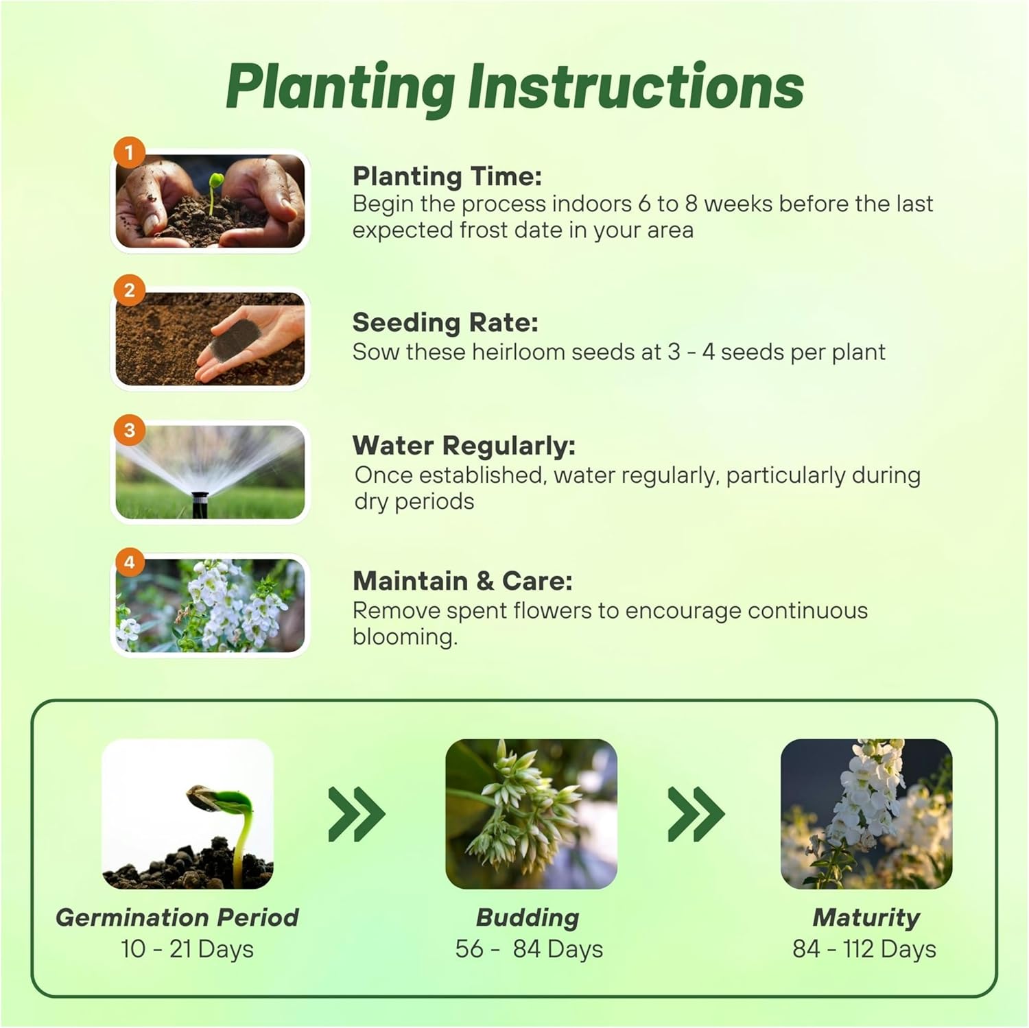 Angelonia Serena White Planting Directions