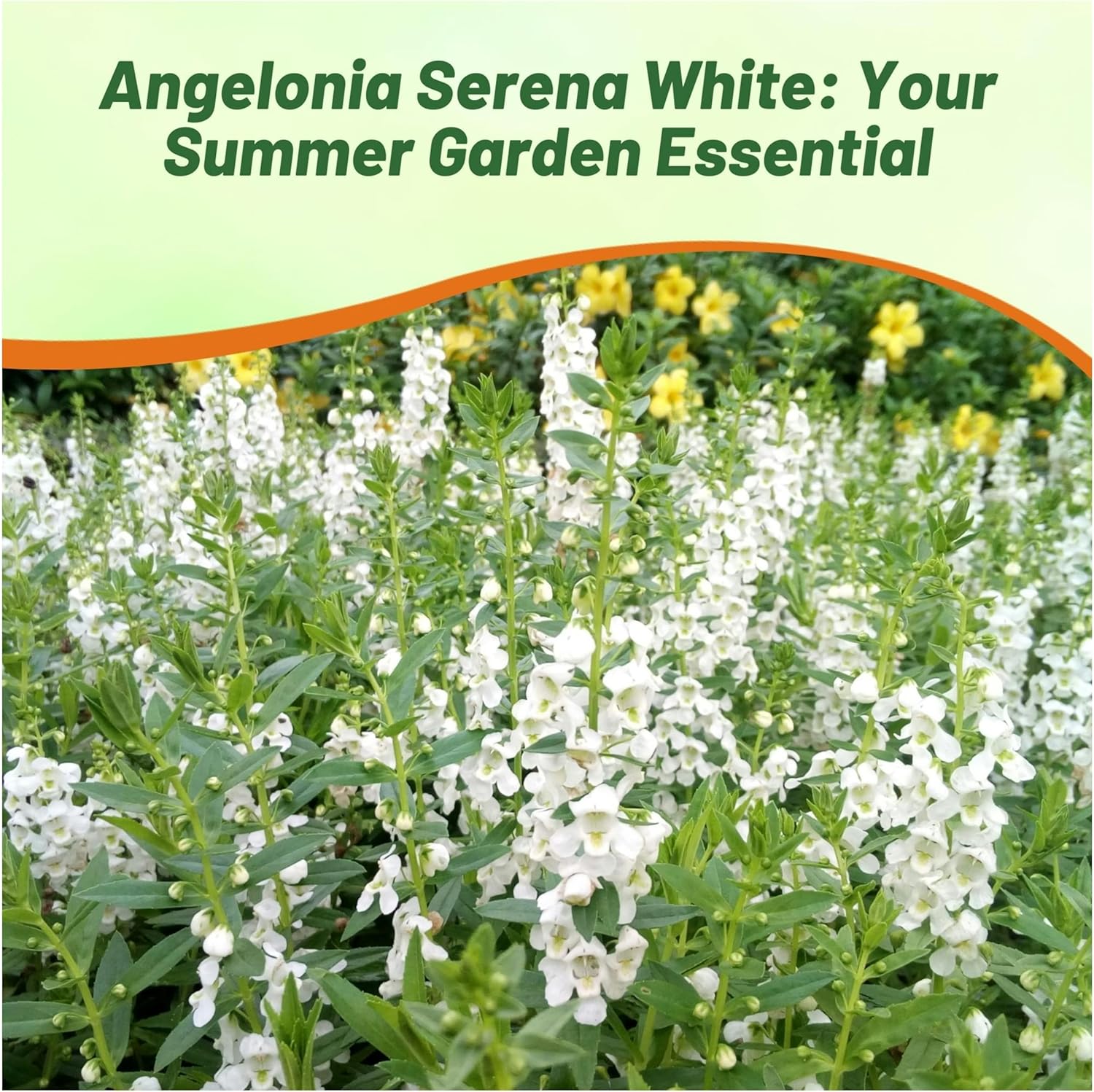 Angelonia Serena White Flower Garden