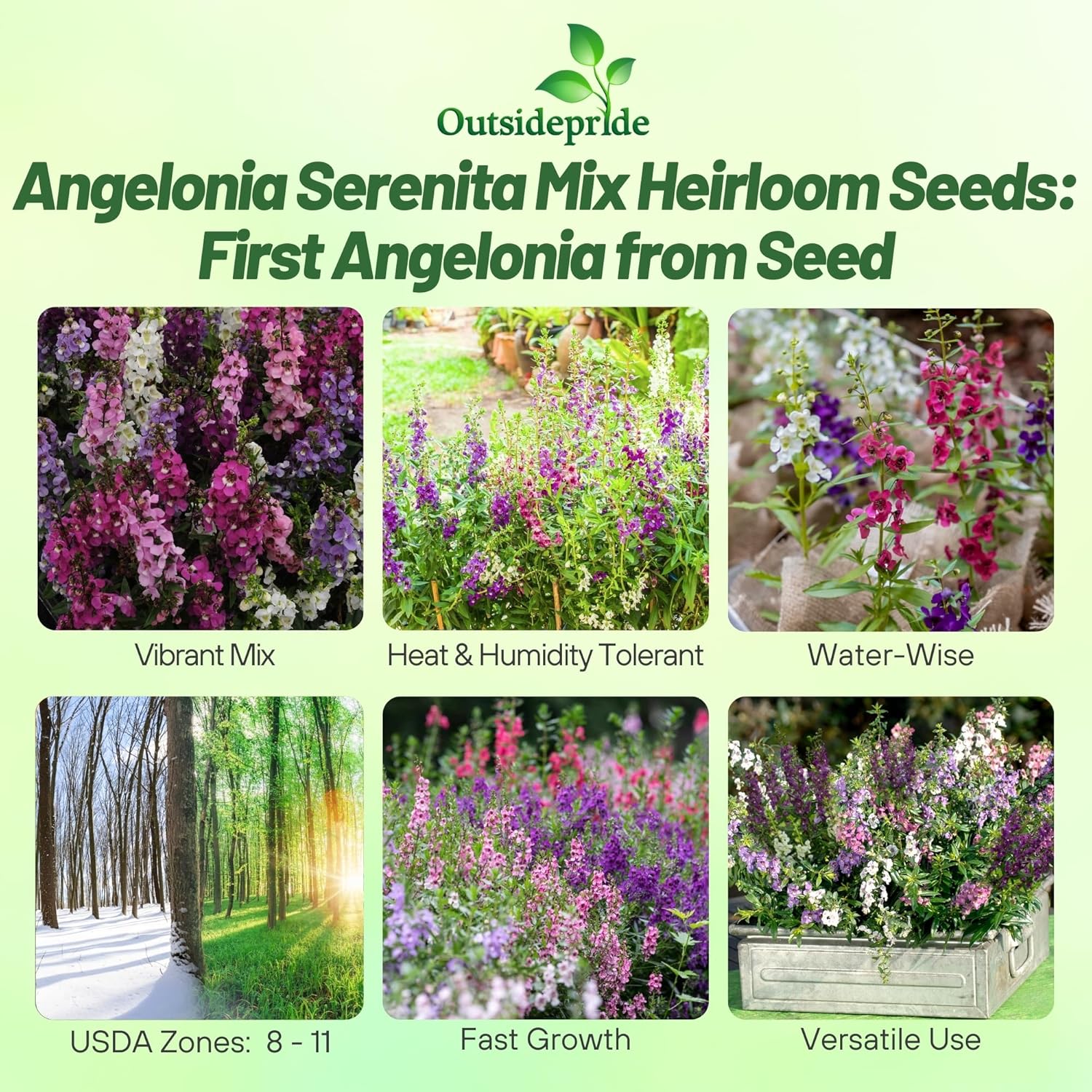 Angelonia Serenita Flower Seed Mix