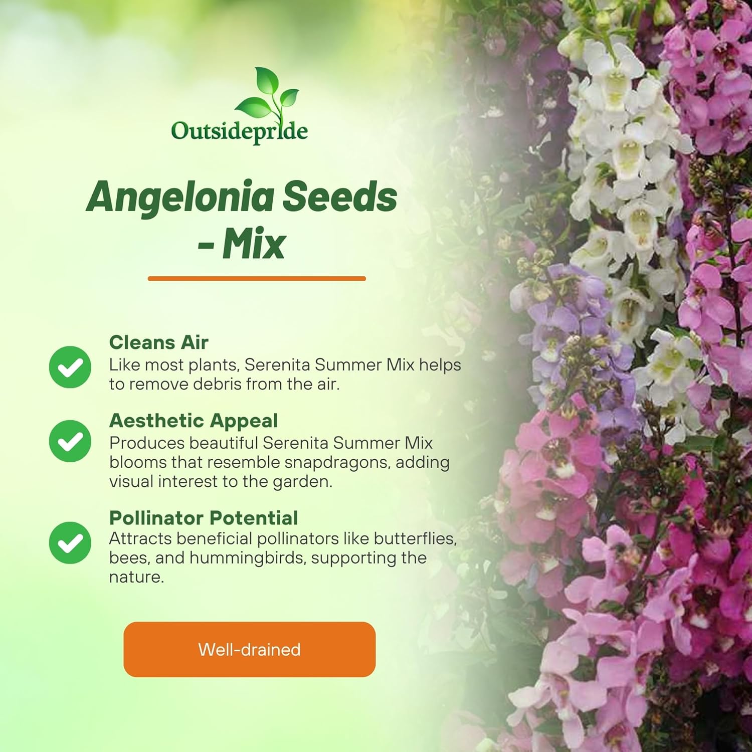 Drought Tolerant Angelonia Serenita Mix