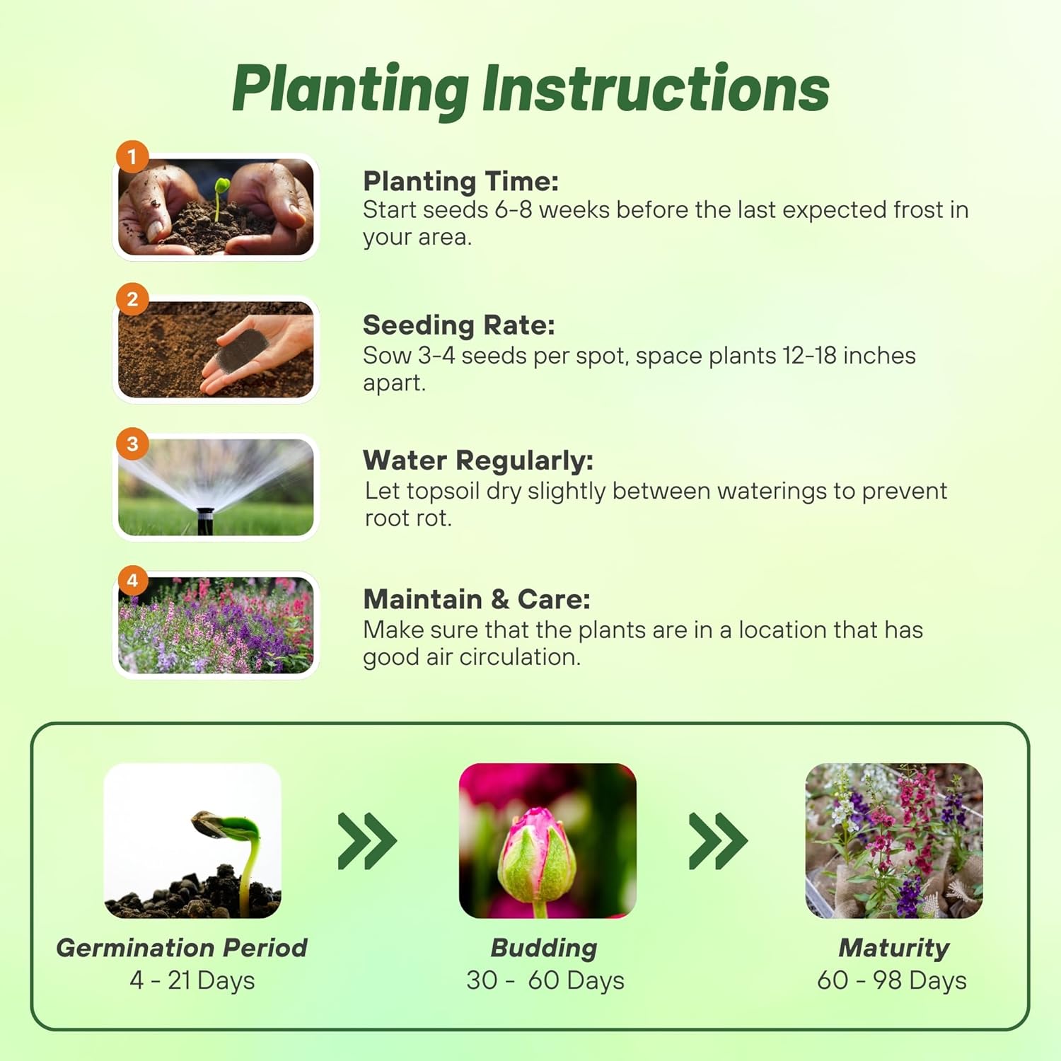 Angelonia Serenita Mix Planting Directions