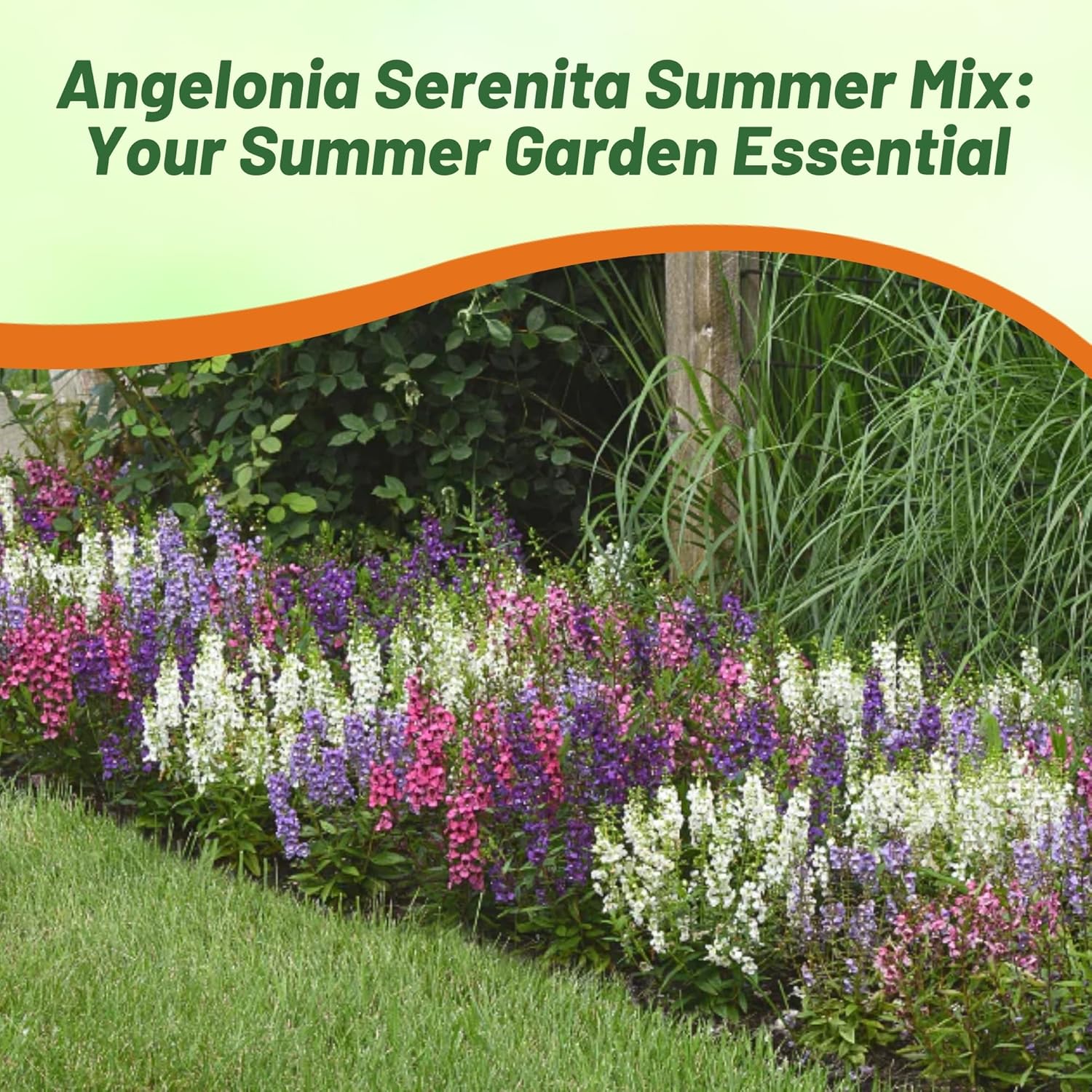 Angelonia Serenita Garden Flower Mix