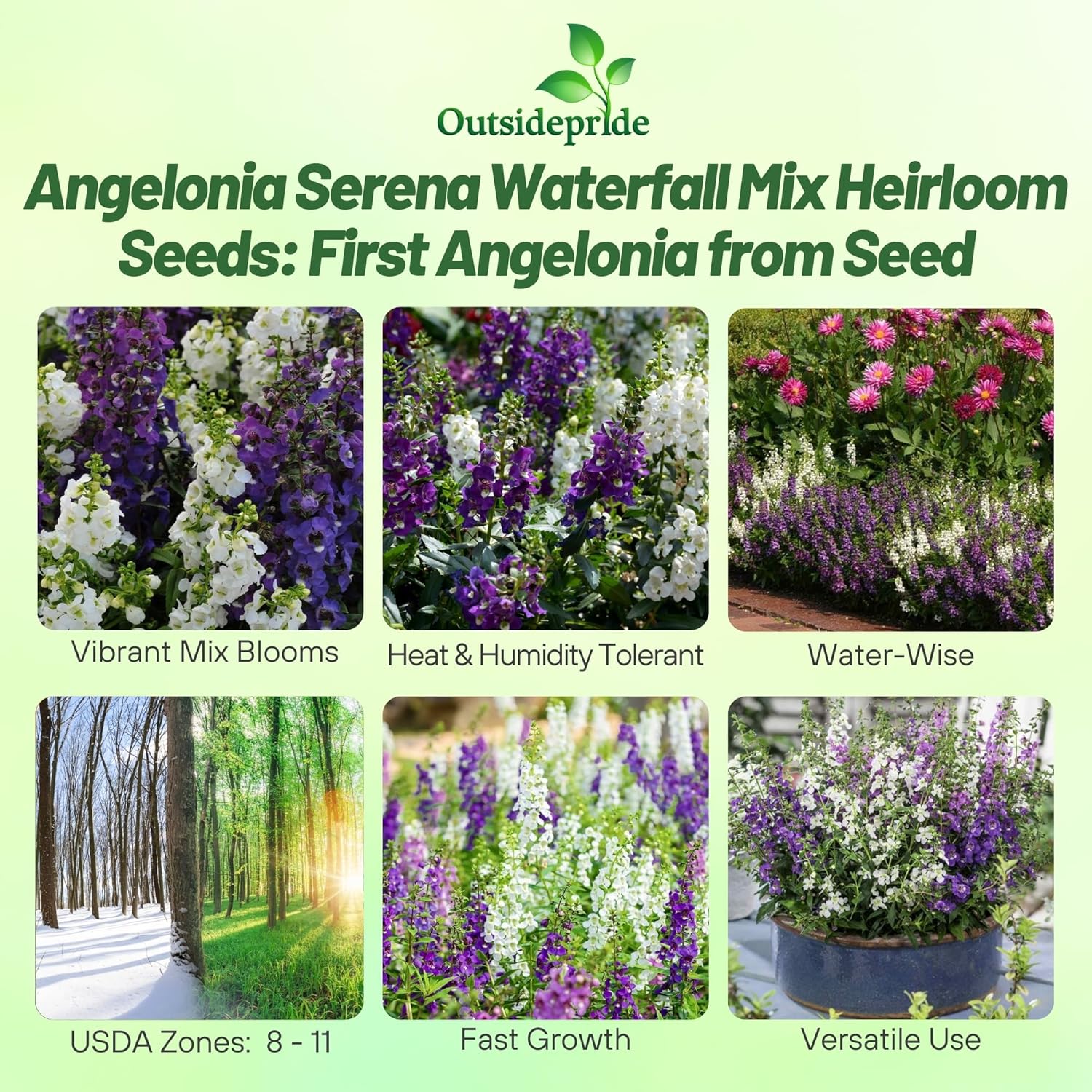 Angelonia Serena Waterfall Flower Mix