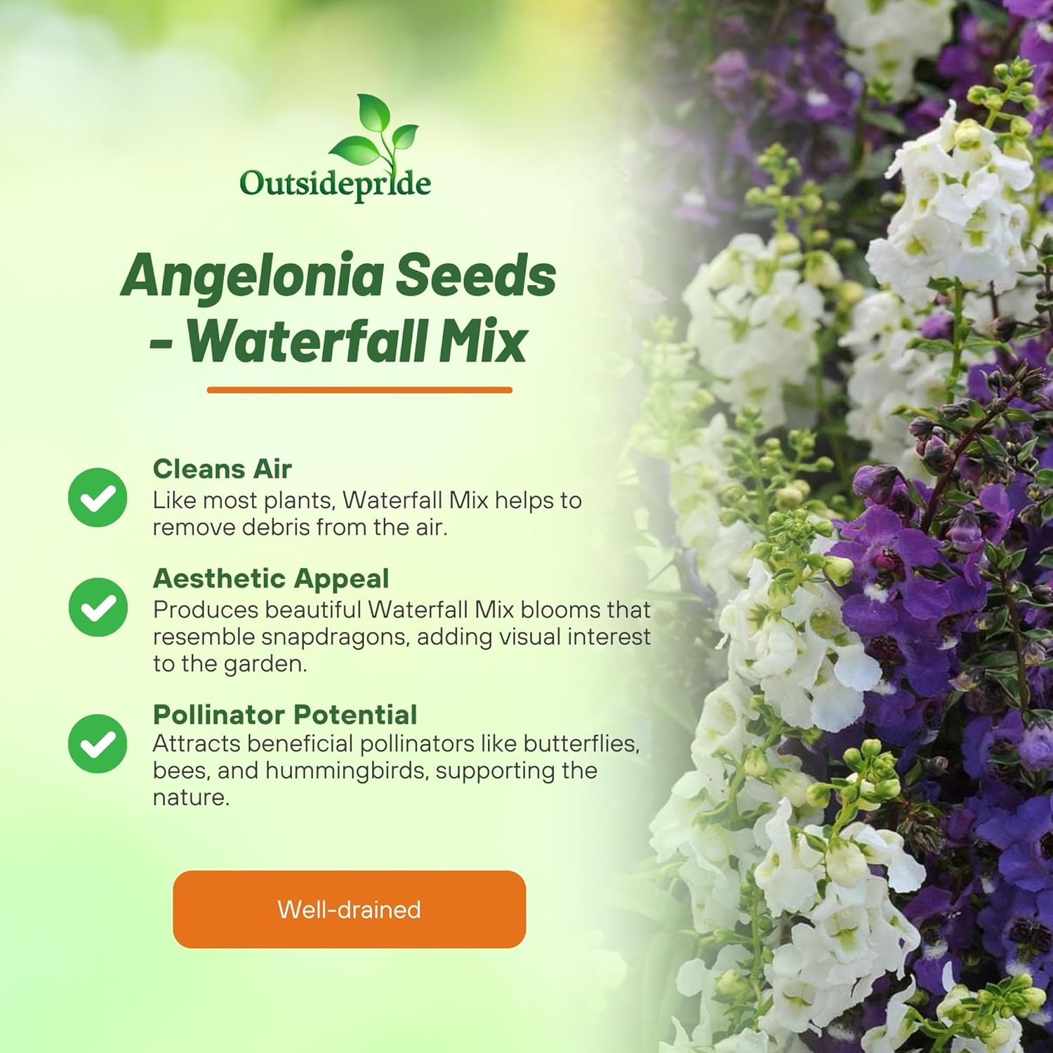 Angelonia Serena Waterfall Garden Mix