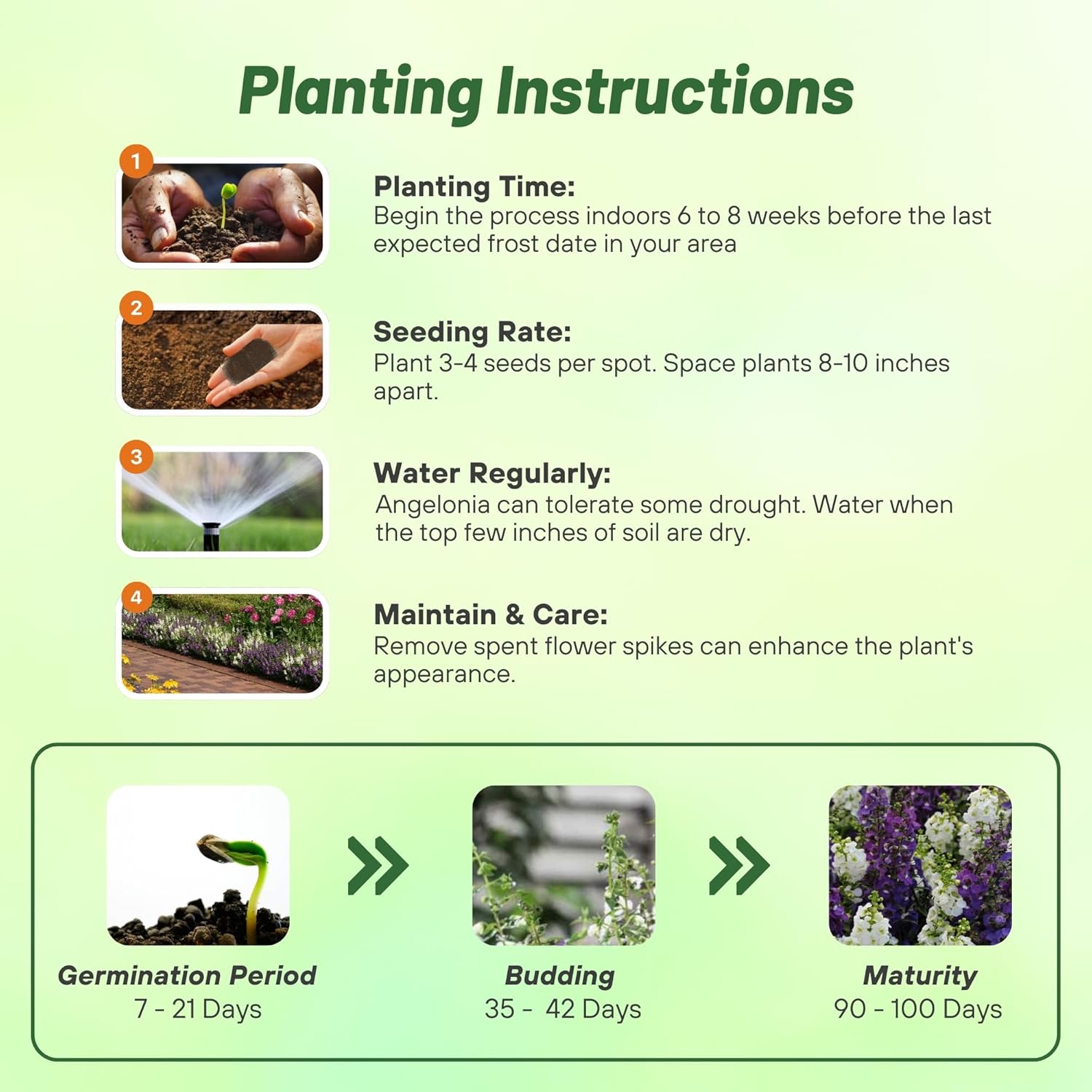 Angelonia Serena Waterfall Planting Directions