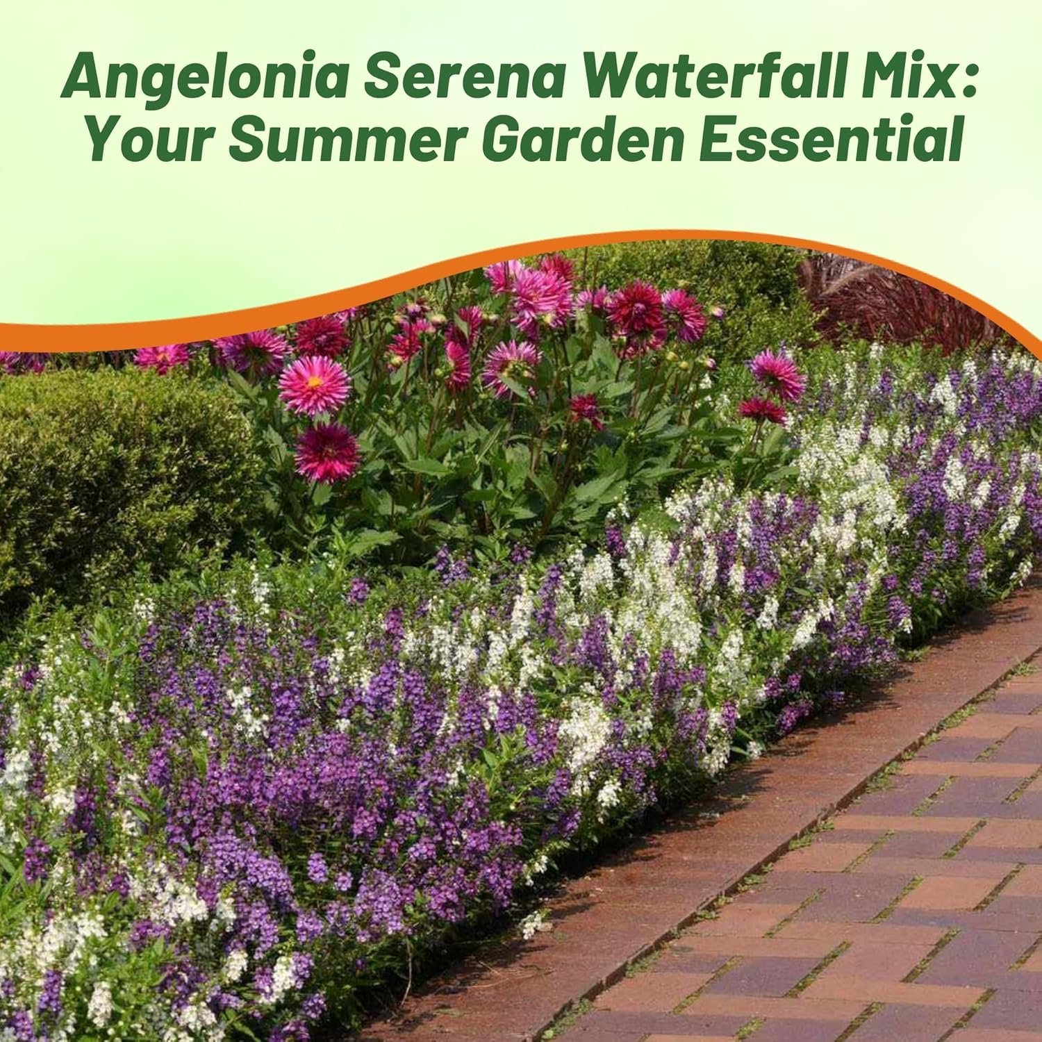 Angelonia Serena Waterfall Container Mix