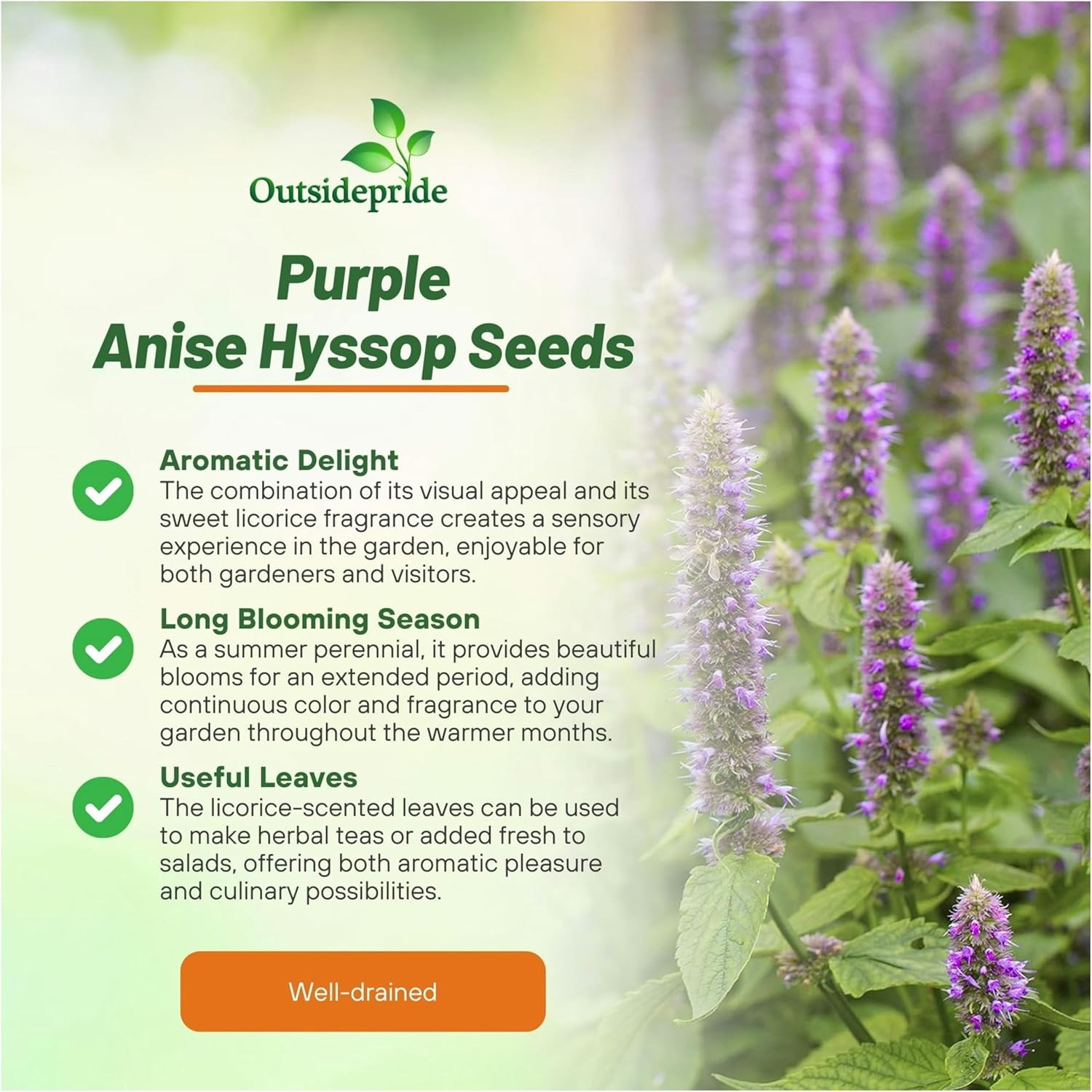 Drought Tolerant Anise Hyssop