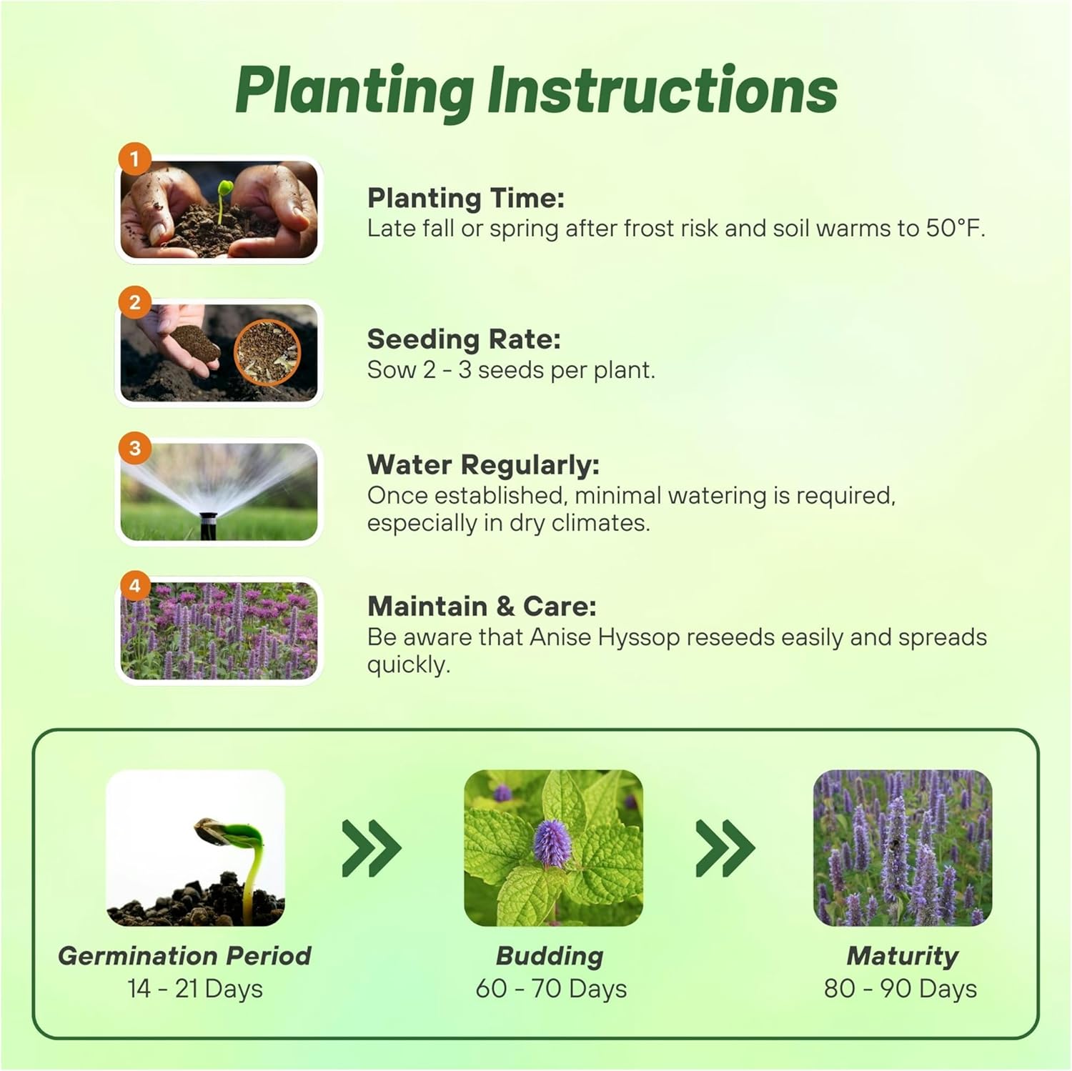 Anise Hyssop Herb Seed Planting Directions