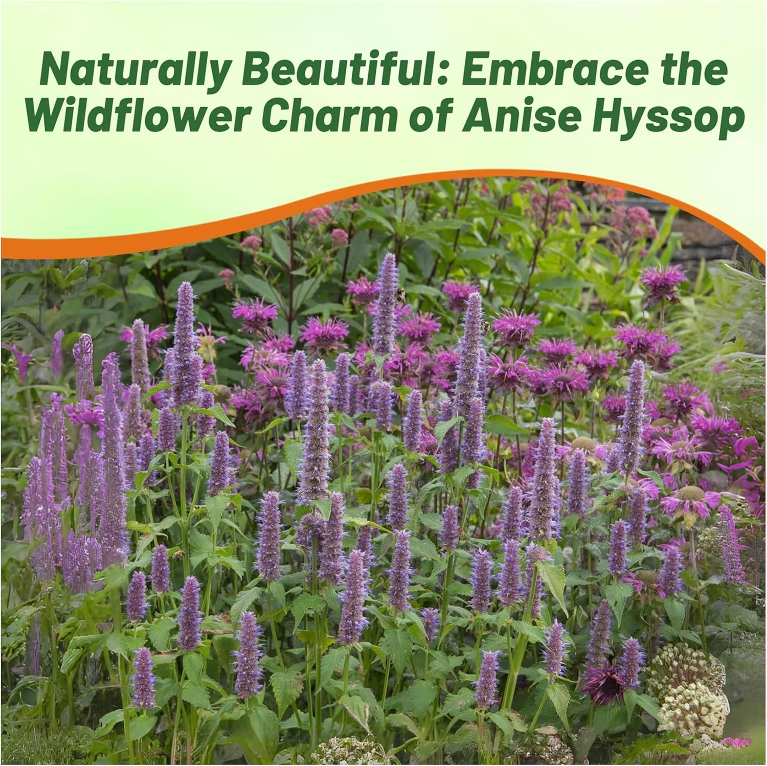 Anise Hyssop Perennial Pollinating Plant