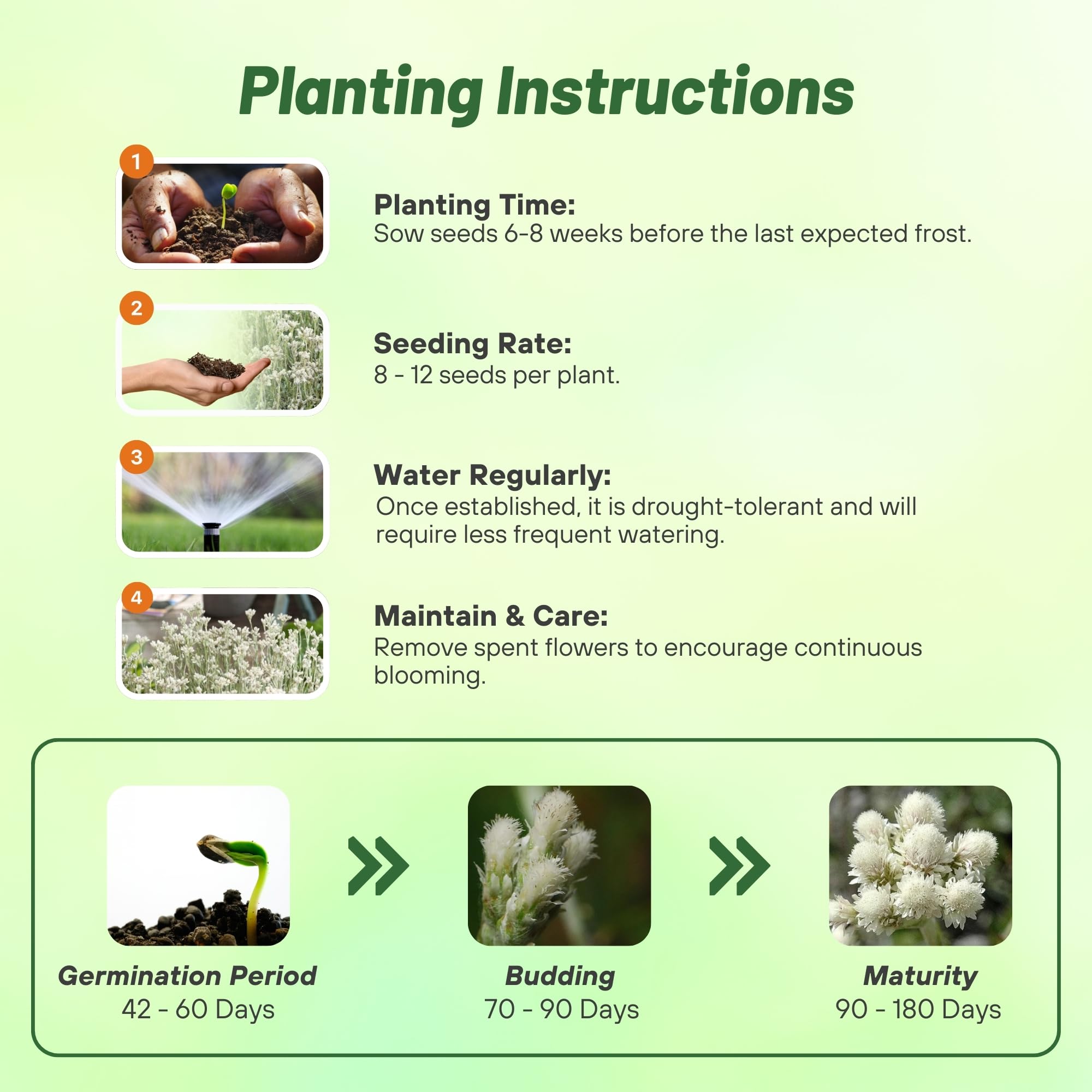 Antennaria White Seed Planting Directions