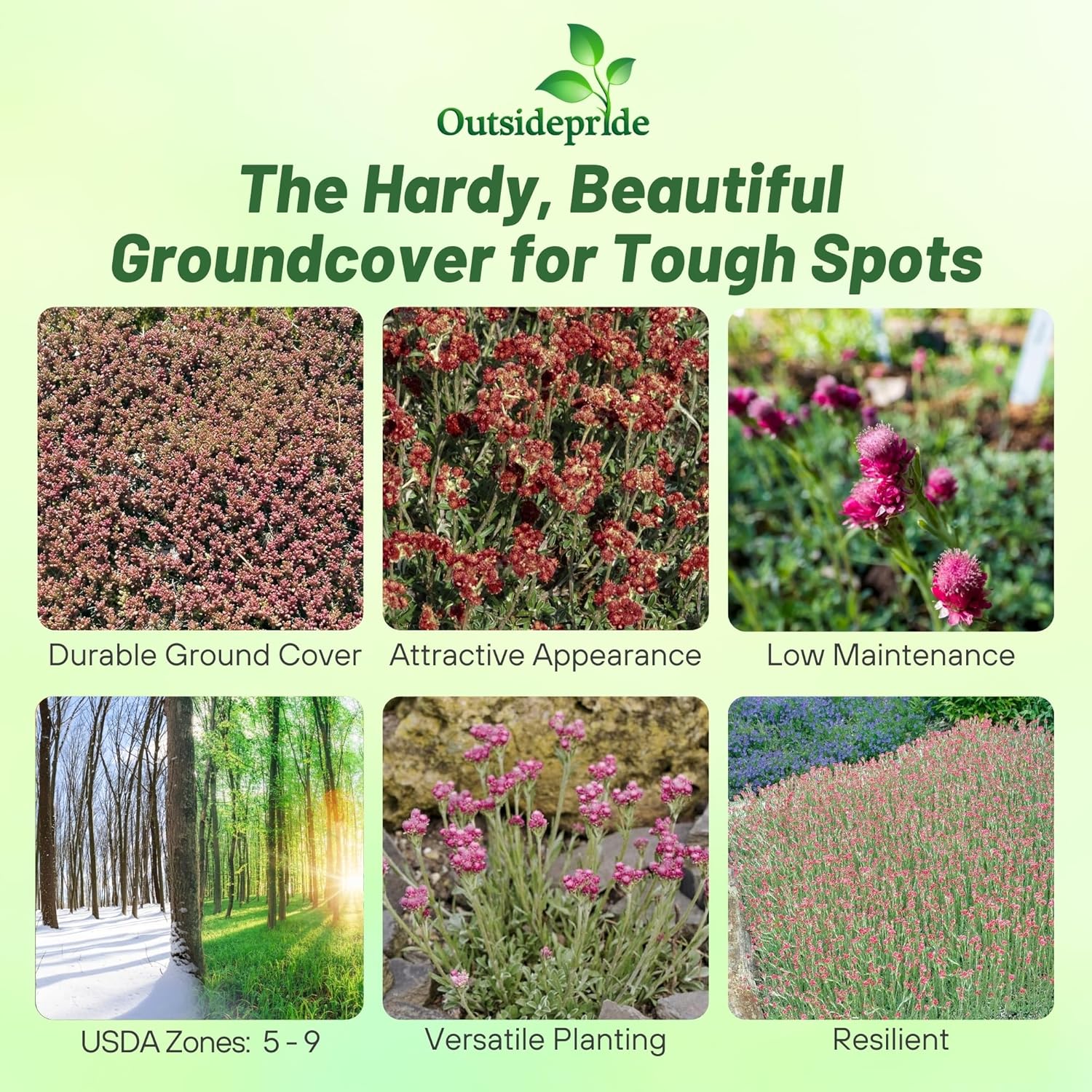 Pussytoes Red Ground Cover Plants
