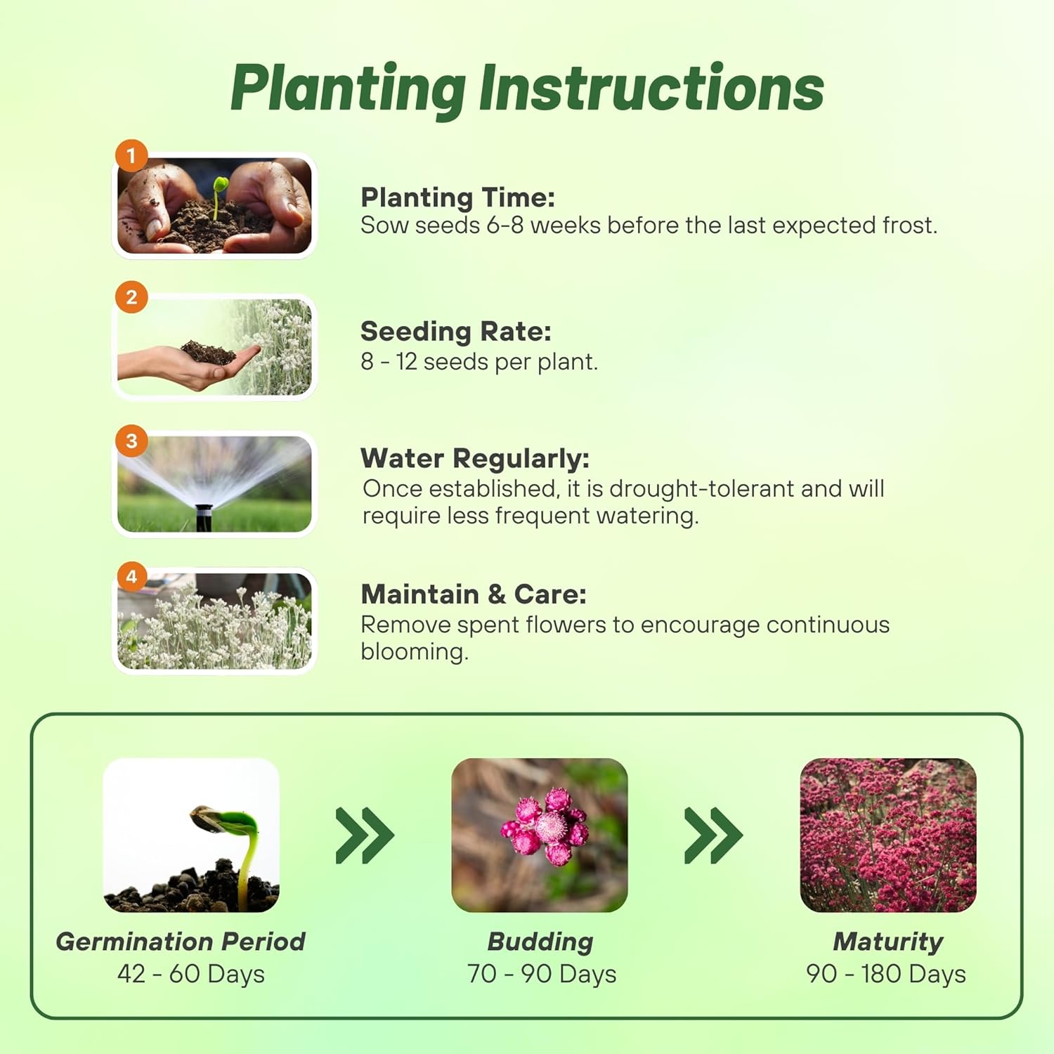 Antennaria Rubra Seed Planting Directions