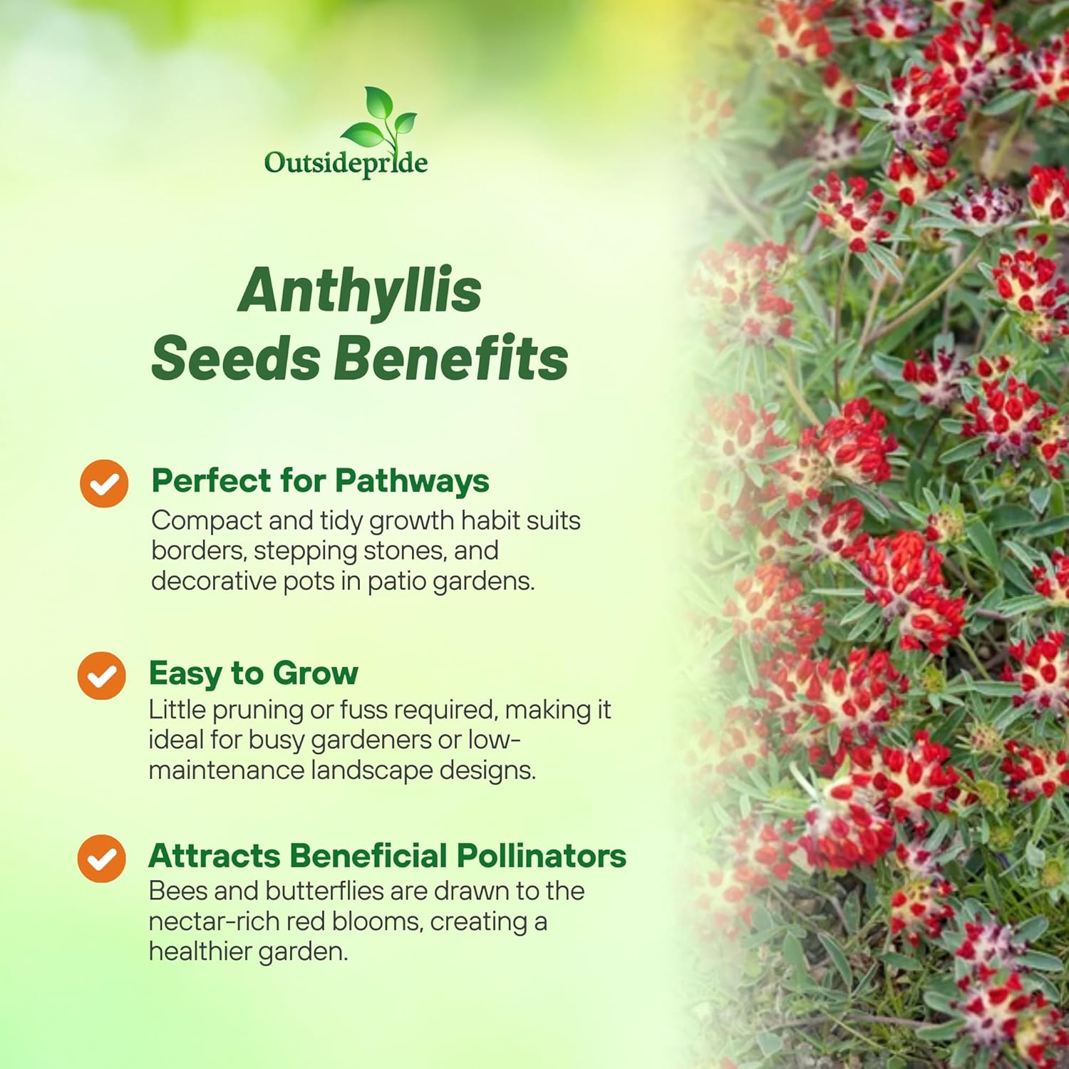 Full Sun Anthyllis Low Growing Plants