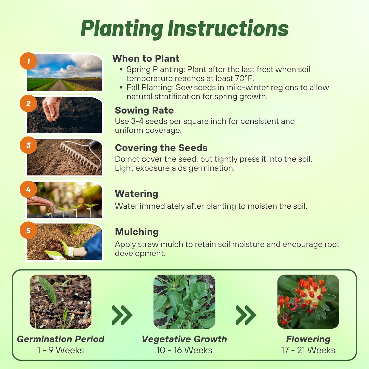 Anthyllis Seed Planting Directions