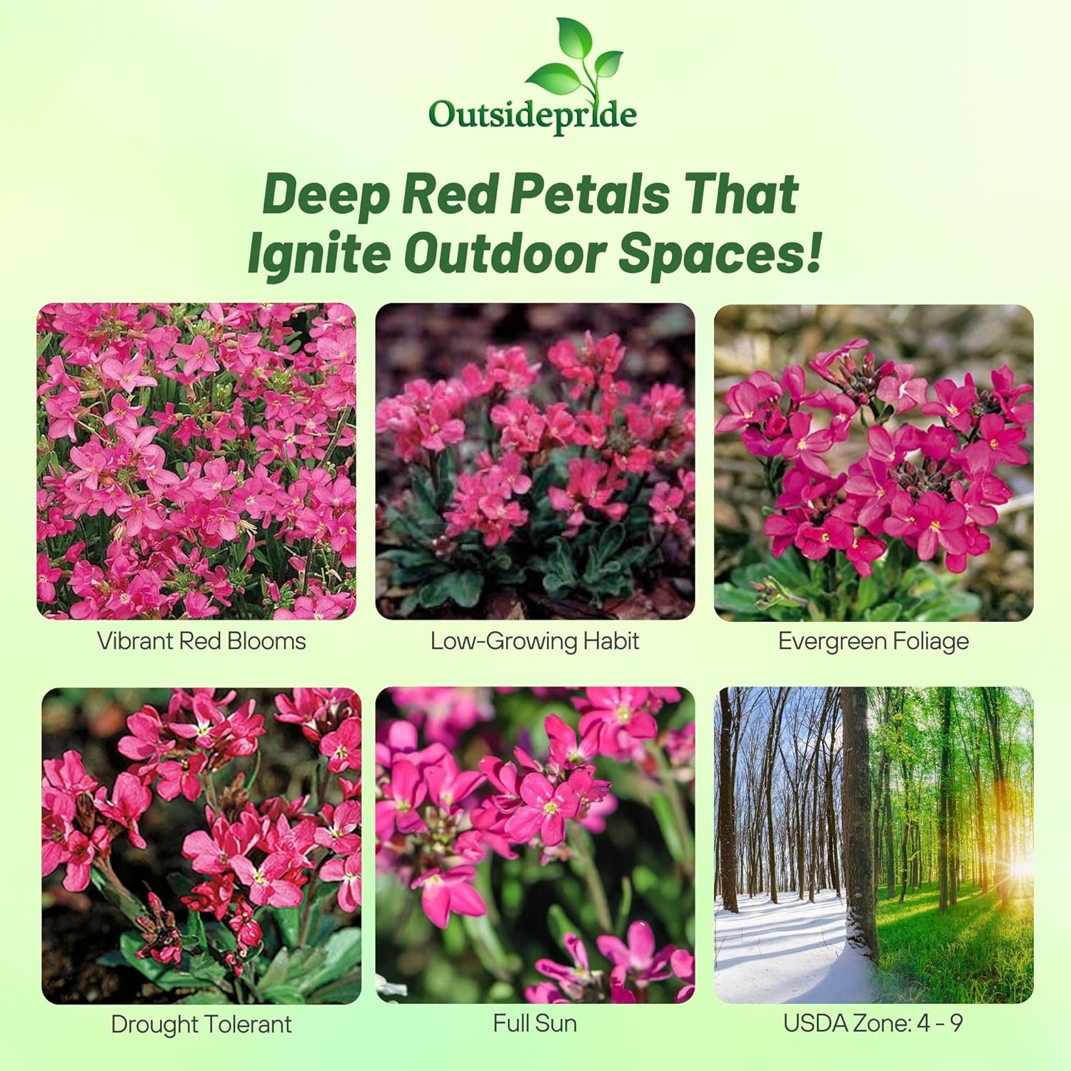 Wall Rock Cress Red Sensation Ground Cover