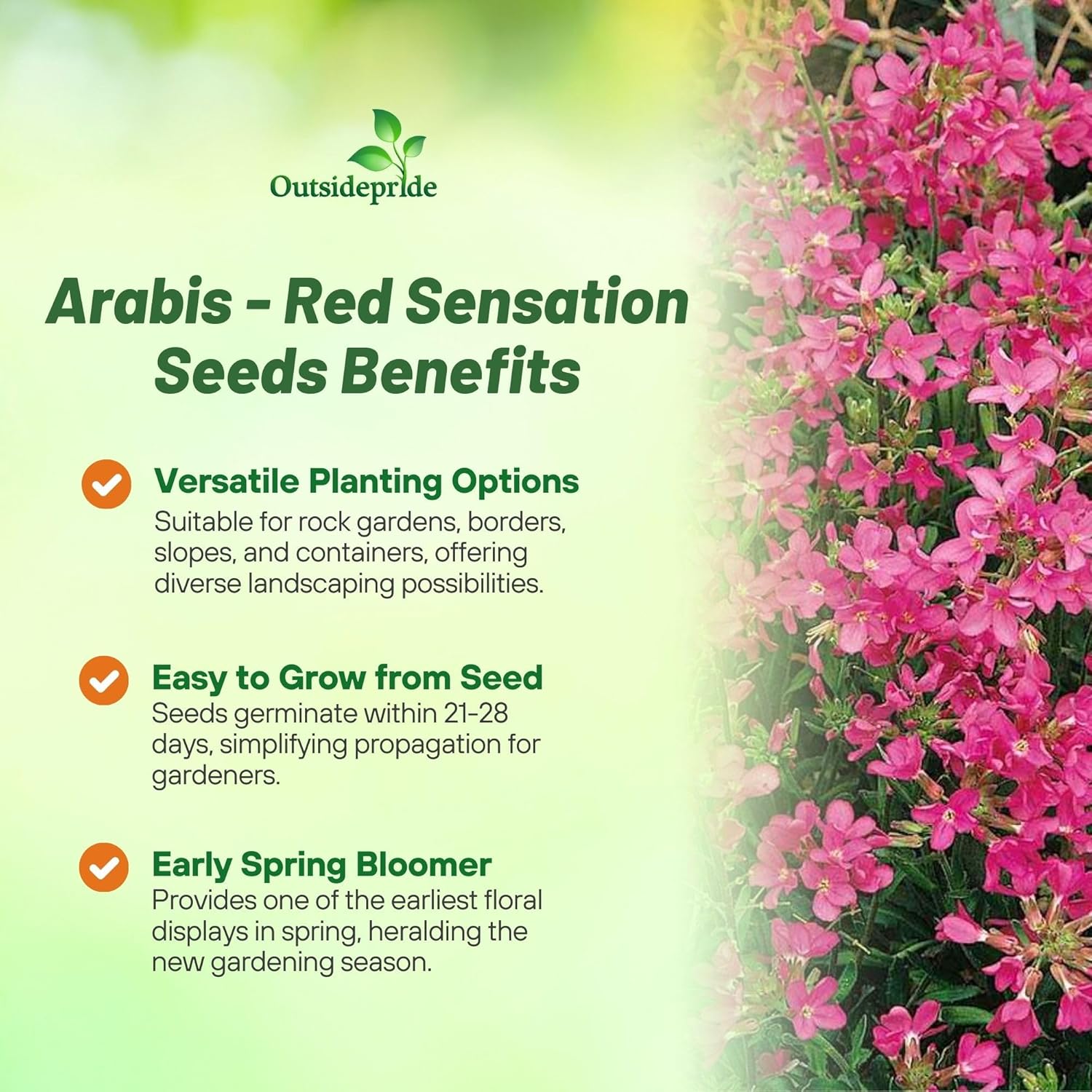 Rock Cress Red Sensation