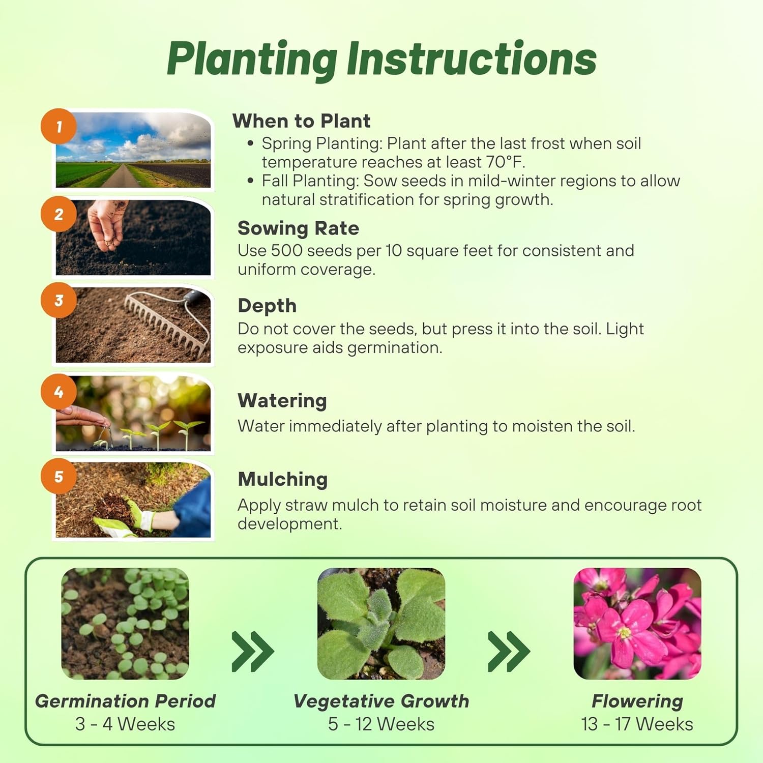 Arabis Red Sensation Planting Directions