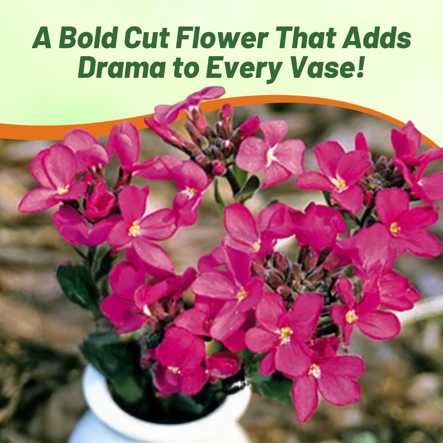 Arabis Red Sensation Flowers