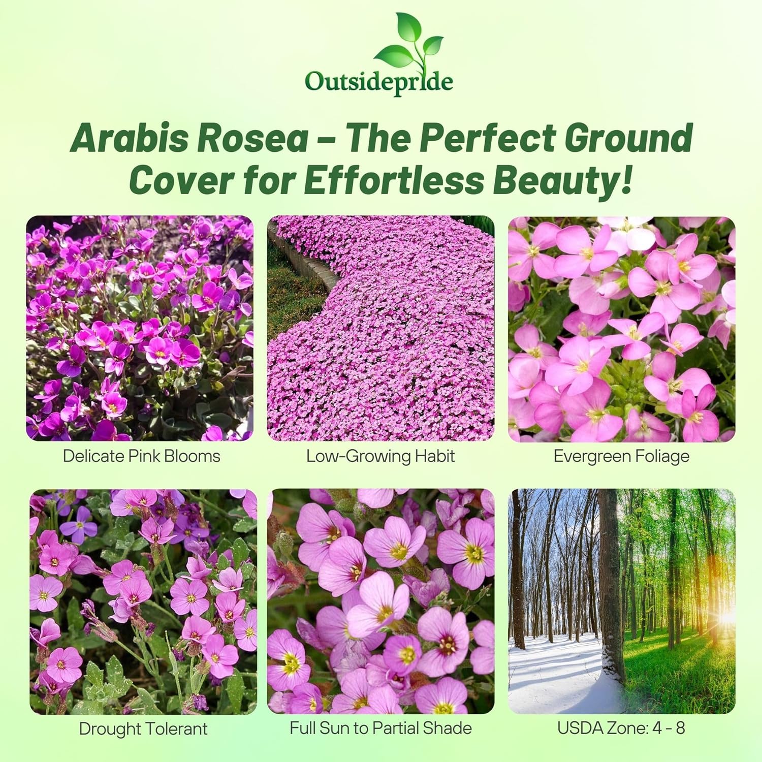Arabis Alpina Rosea Ground Cover