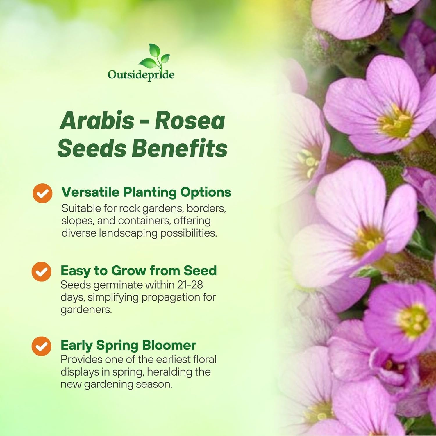 Rock Cress Ground Cover