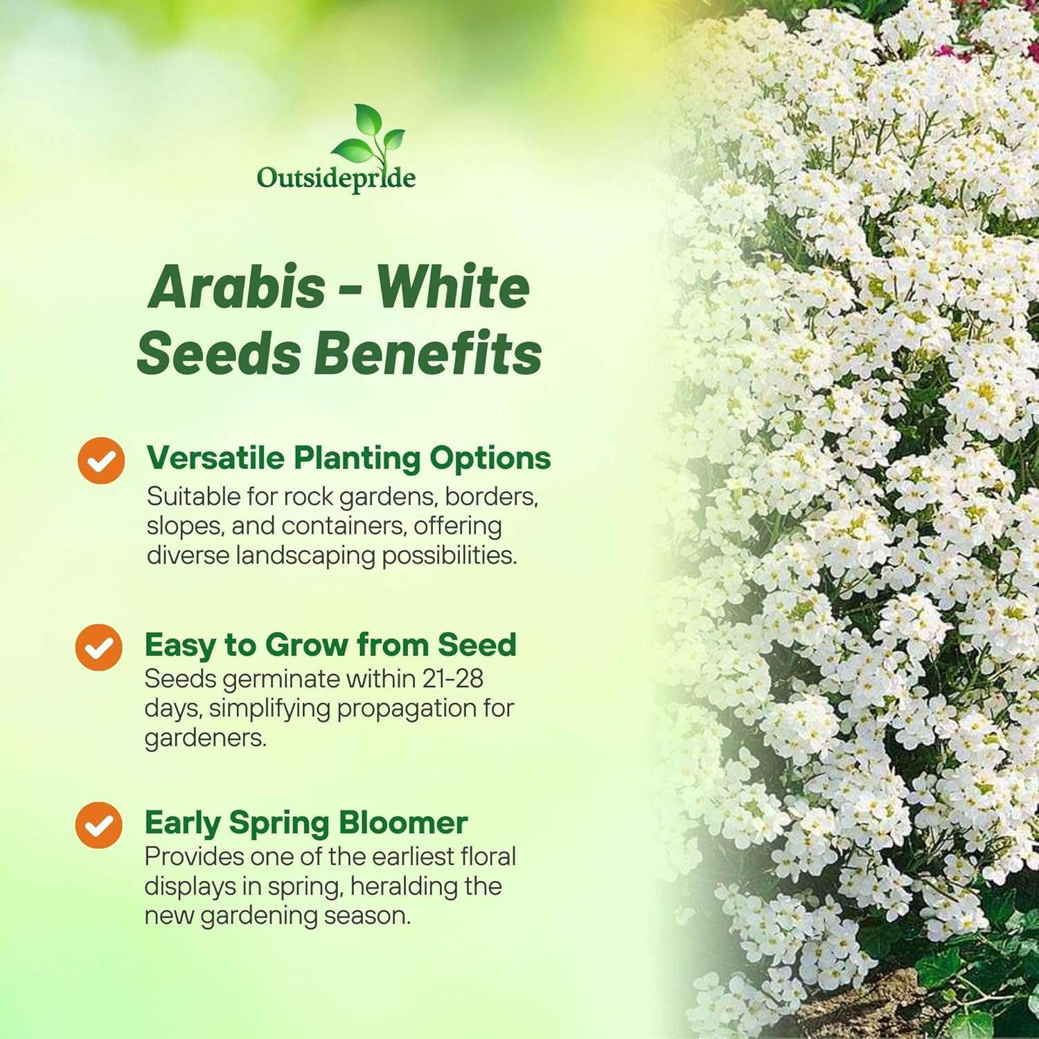 Rock Cress White Ground Cover