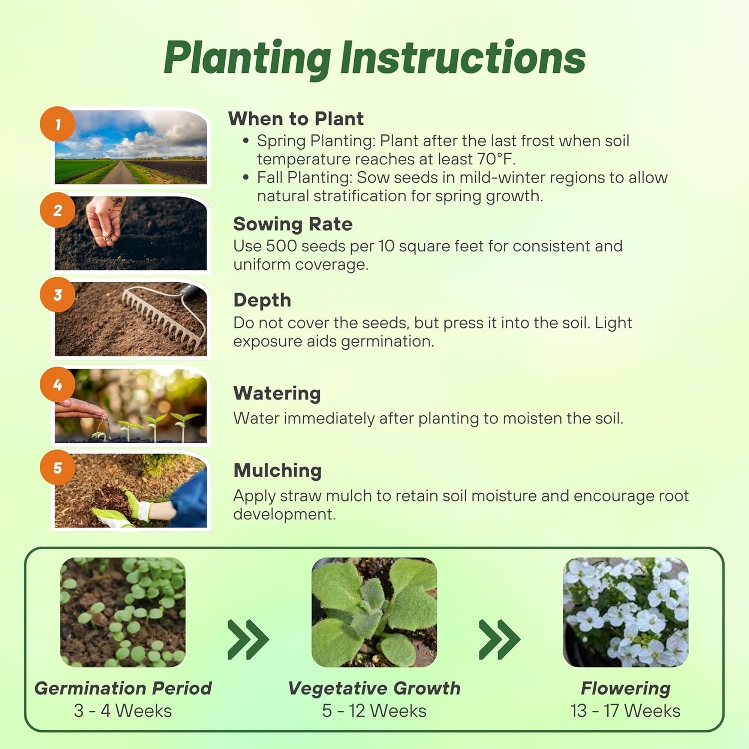 Arabis White Planting Directions