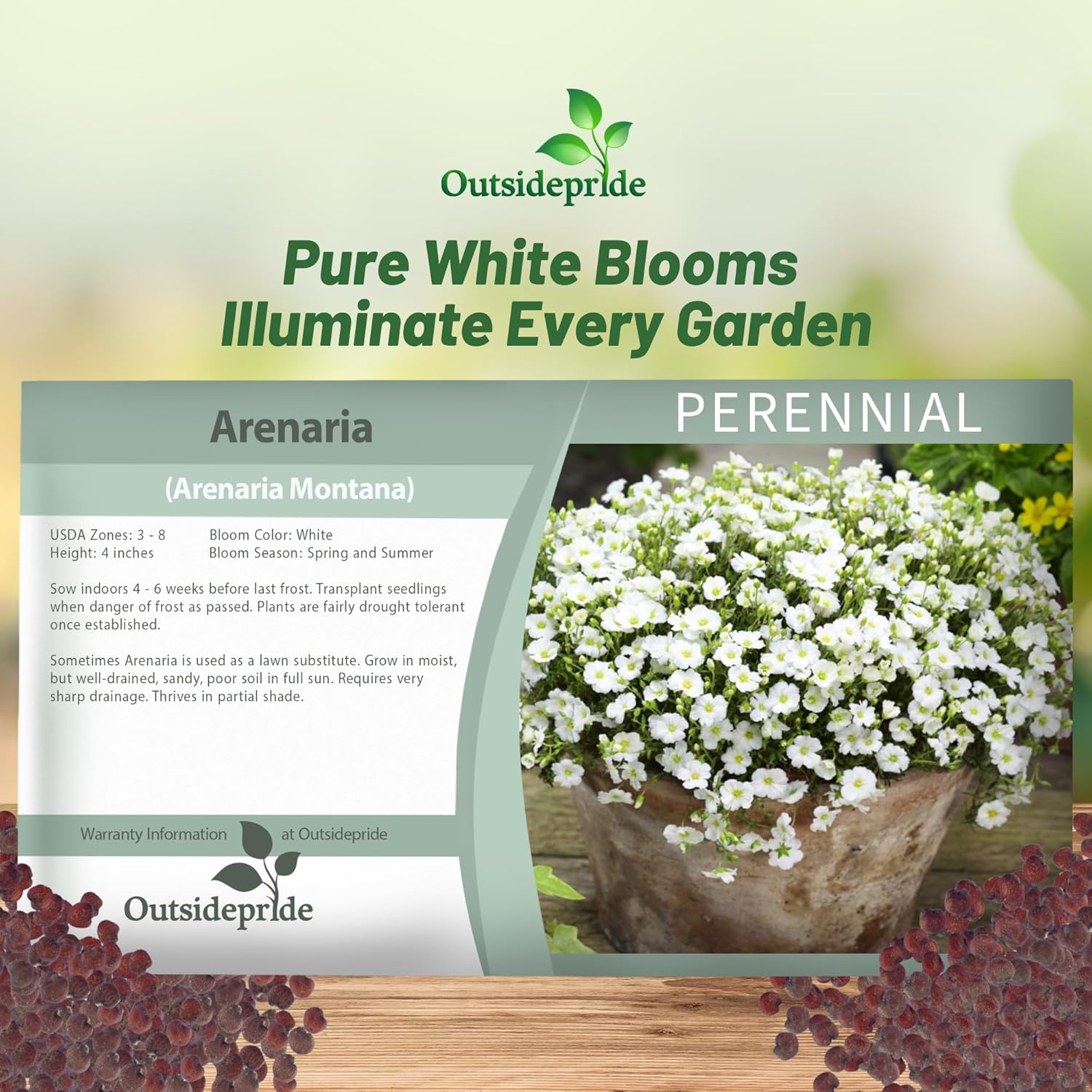 Arenaria Montana Ground Cover Seed Packet