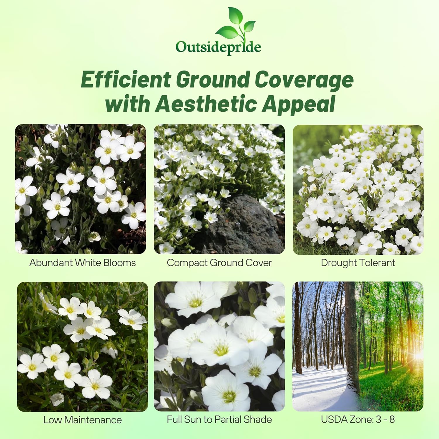 Arenaria Montana Evergreen Ground Cover
