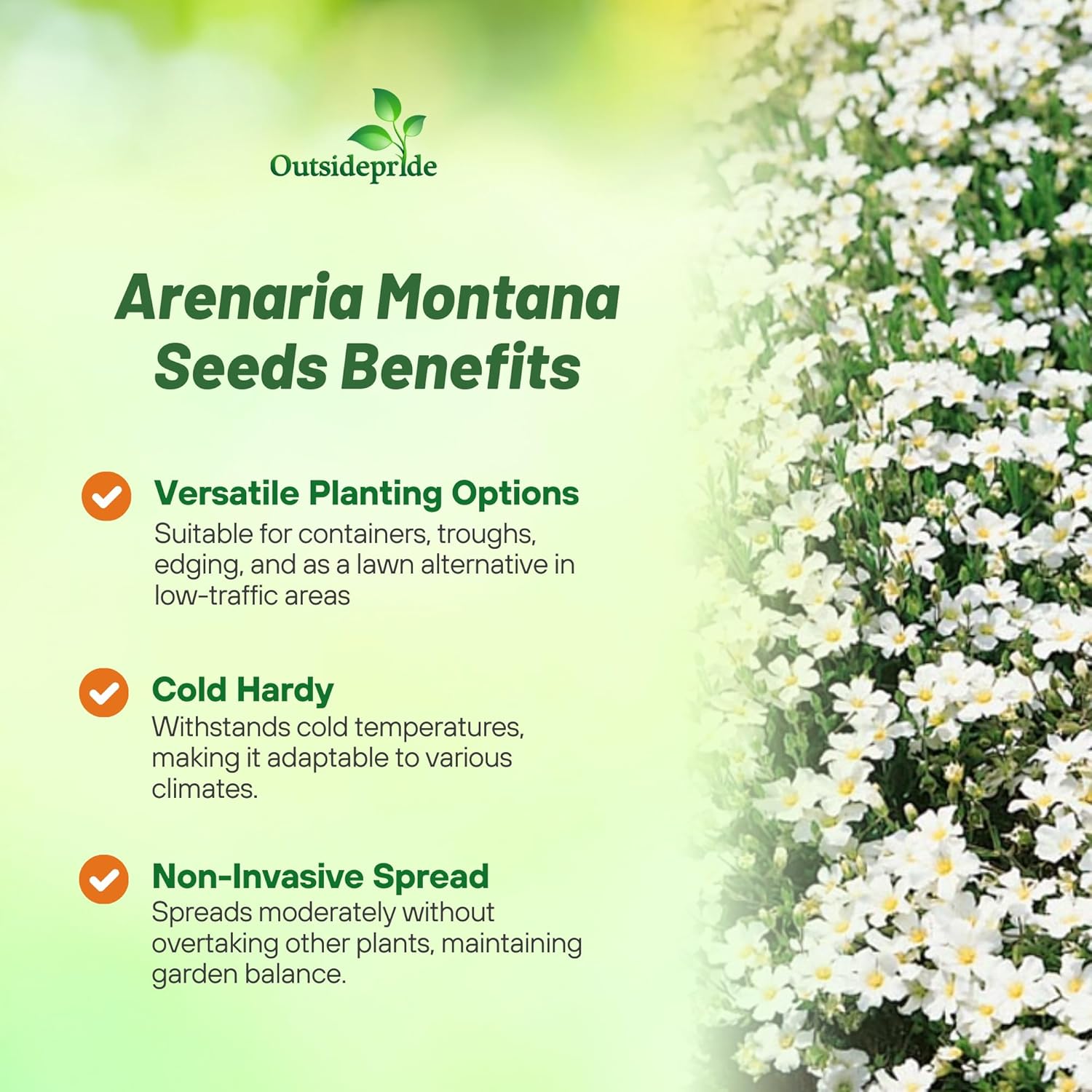 Full Sun Arenaria Montana Low Growing Plants