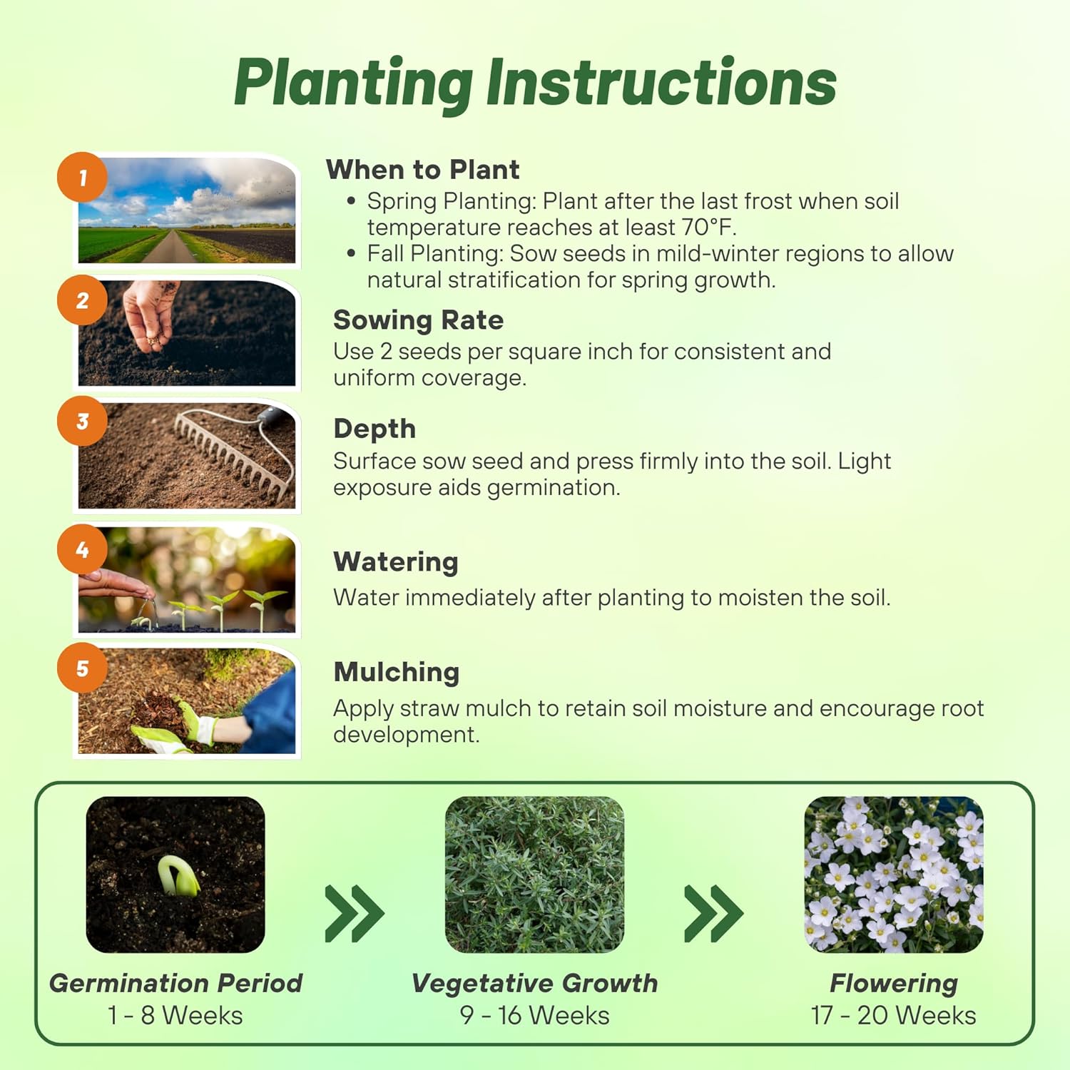 Arenaria Montana Seed Planting Directions