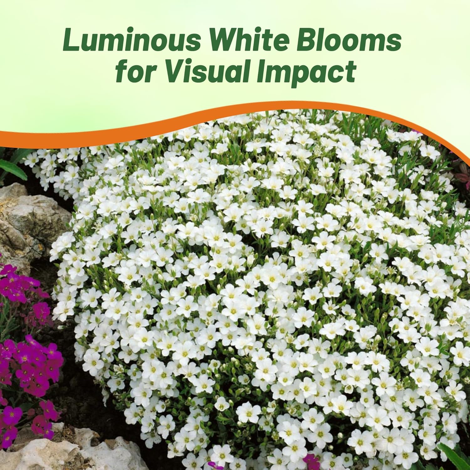 Low, Creeping Arenaria Montana Ground Cover Pollinator