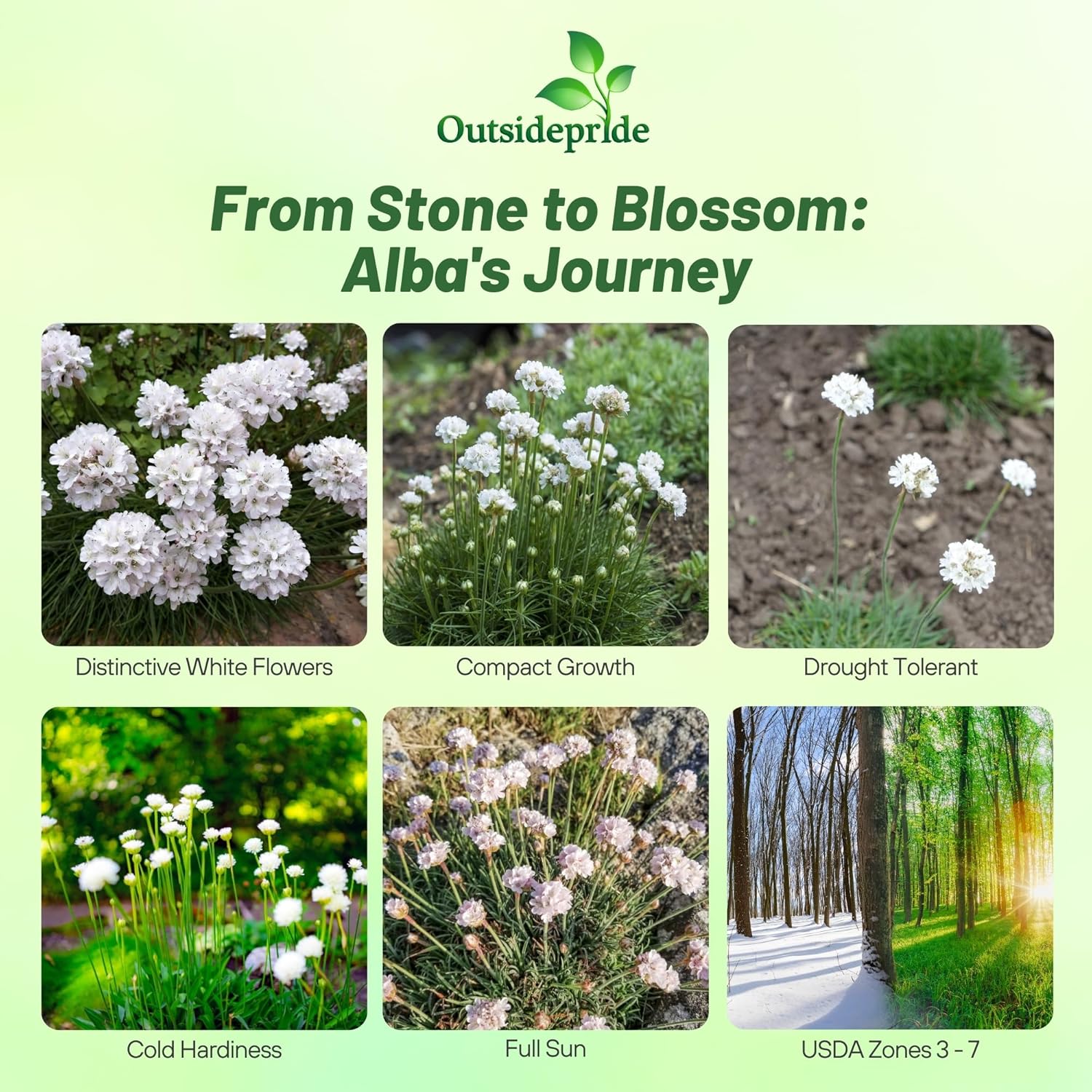 Armeria Maritima Alba Evergreen Plant