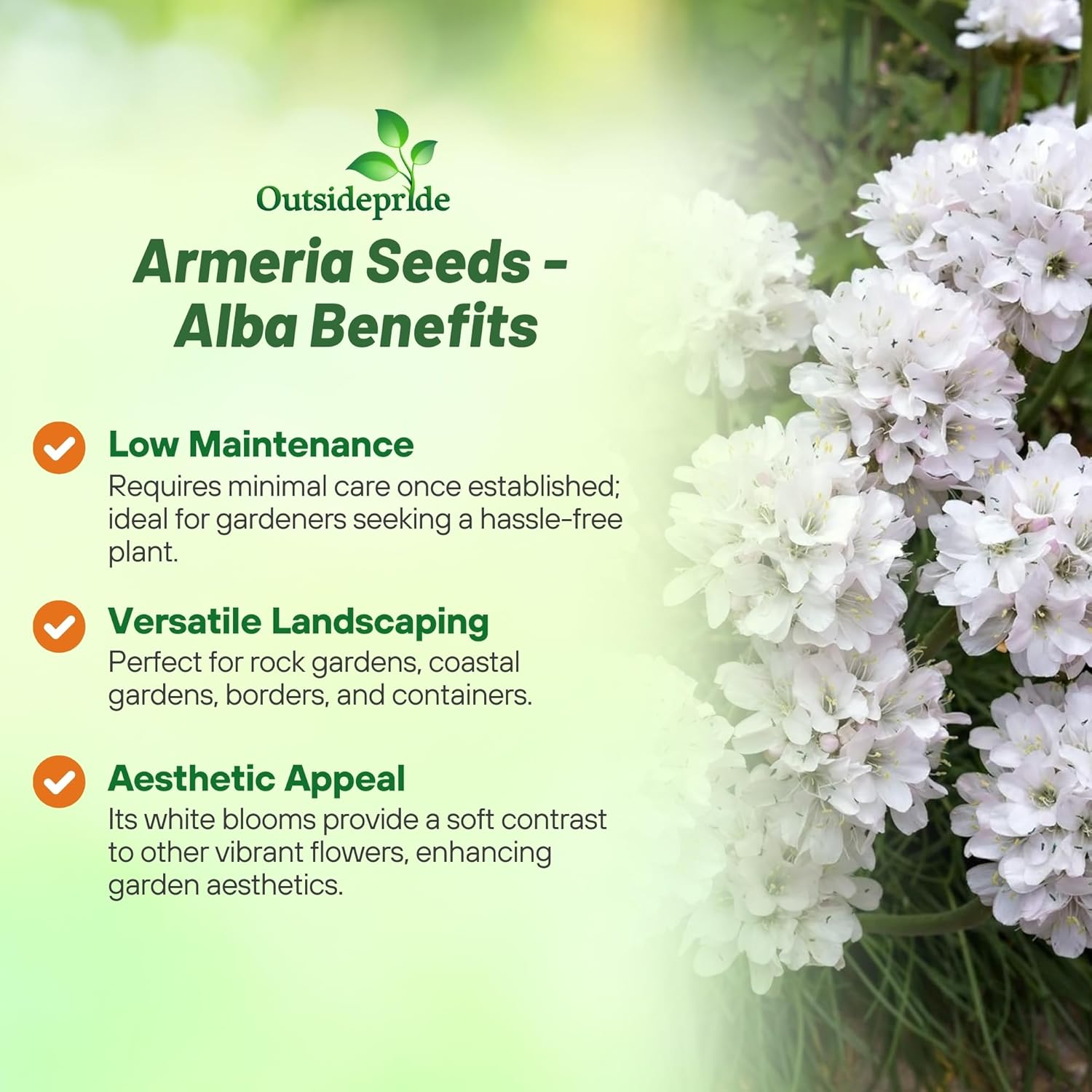 Full Sun Armeria Maritima Alba Low Growing Plants