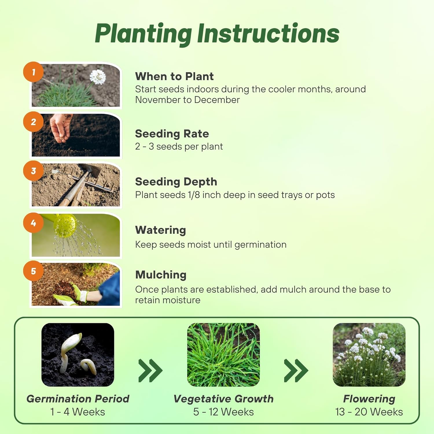 Armeria Maritima Alba Seed Planting Directions