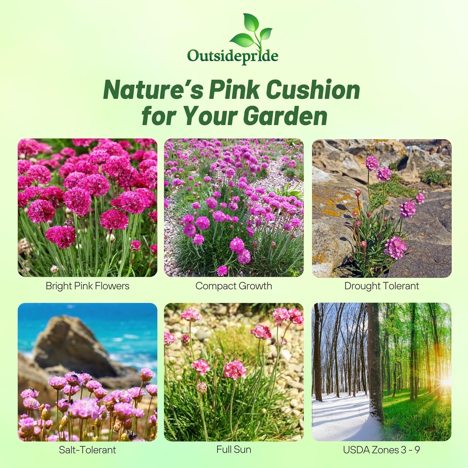 Armeria Maritima Splendens Evergreen Plant