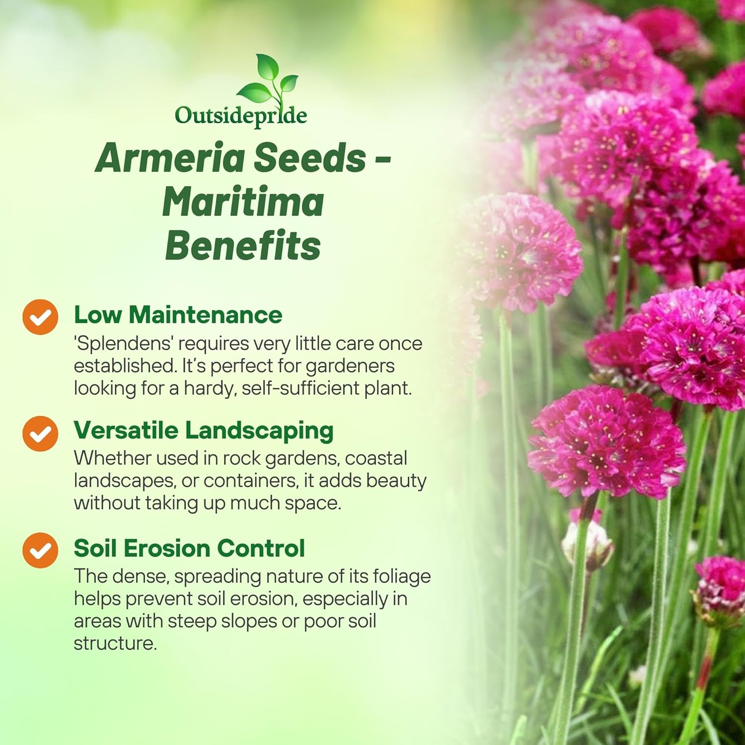 Full Sun Armeria Maritima Splendens Low Growing Plants