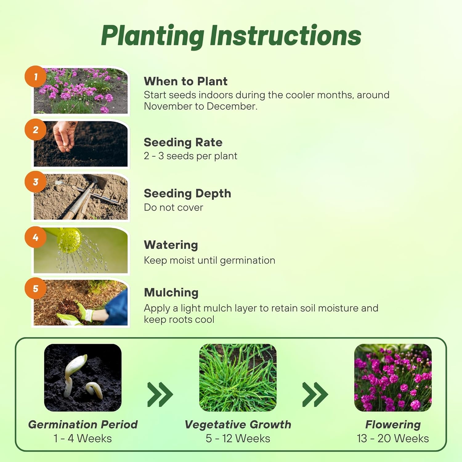 Armeria Maritima Splendens Seed Planting Directions